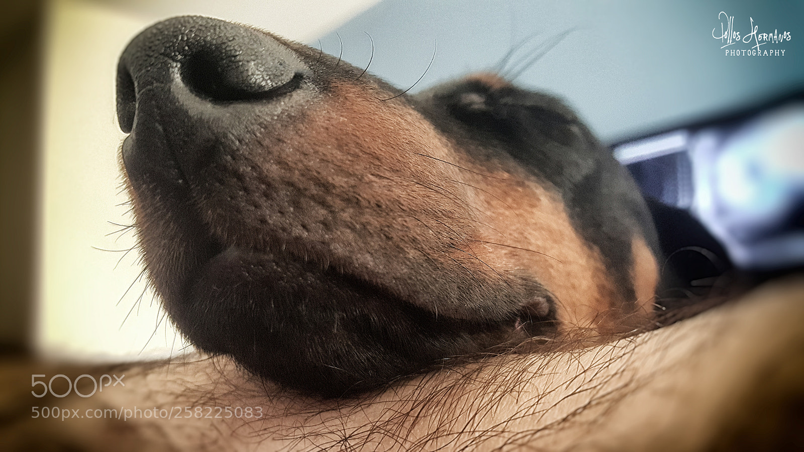 Samsung Galaxy S6 sample photo. Big nose photography