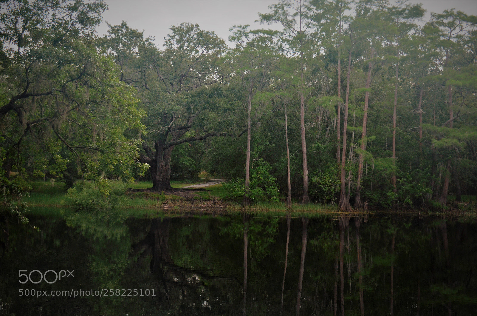 Nikon D5100 sample photo. Natural mirror photography
