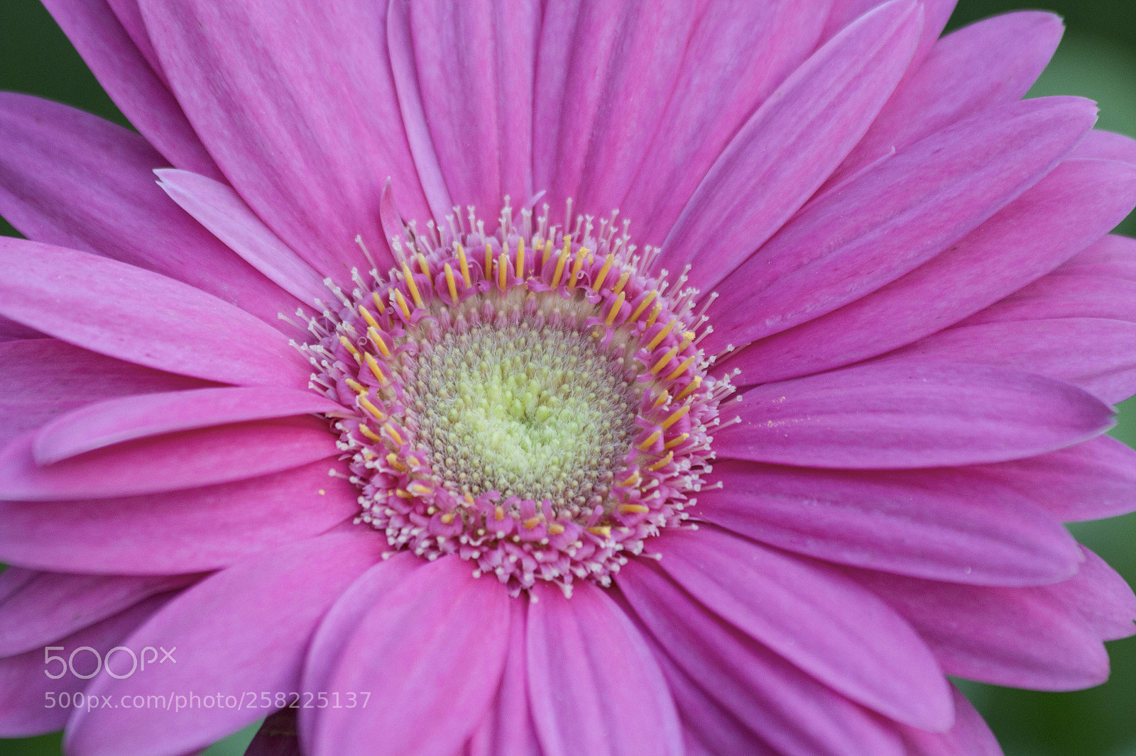 Canon EOS 70D sample photo. Gerbera full frame photography