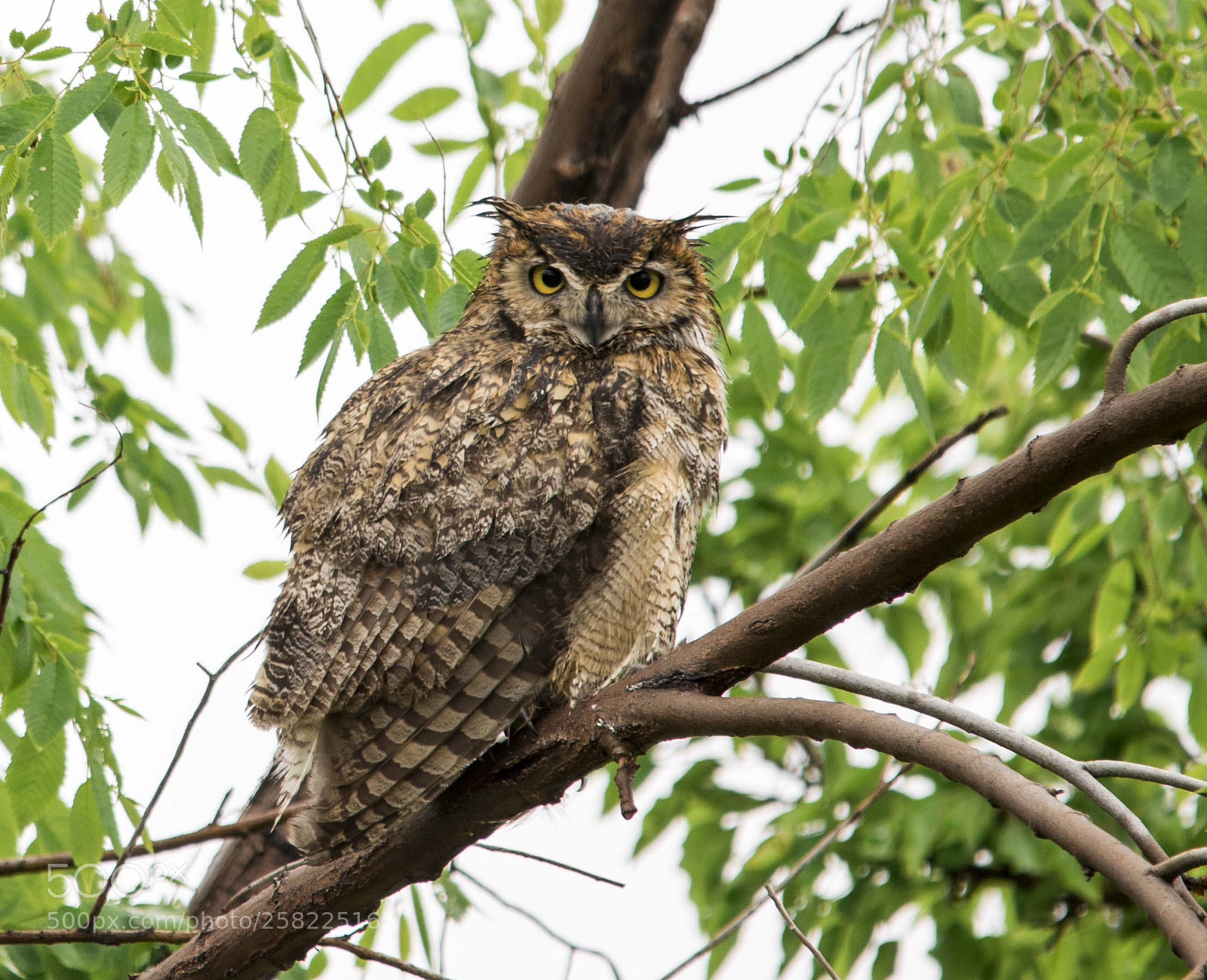 Nikon D810 sample photo. Horned owl on a photography