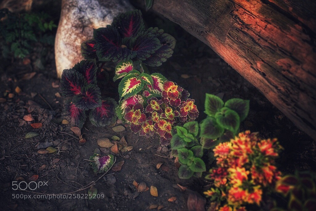 Canon EOS 5D Mark II sample photo. Untitled photography