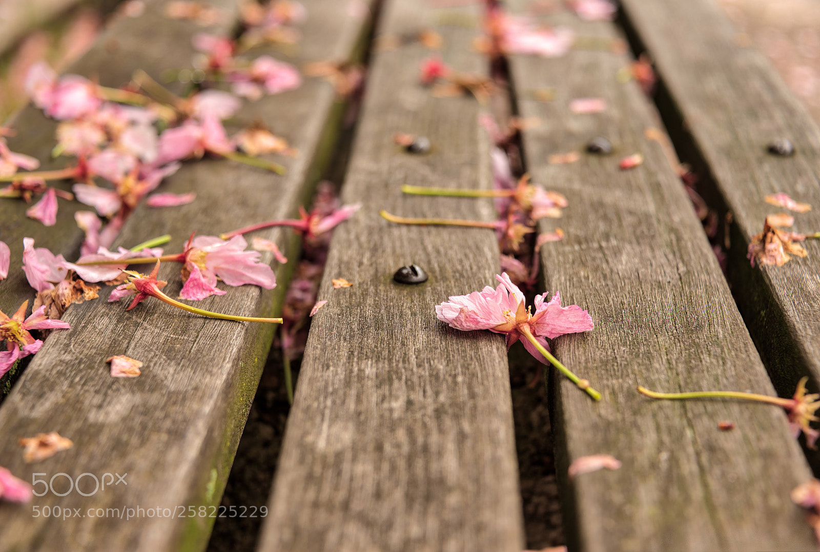 Nikon D750 sample photo. Blossoms down  photography