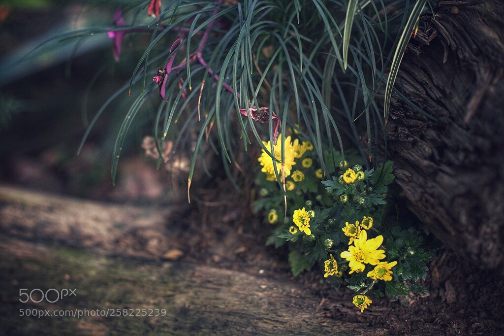 Canon EOS 5D Mark II sample photo. Untitled photography