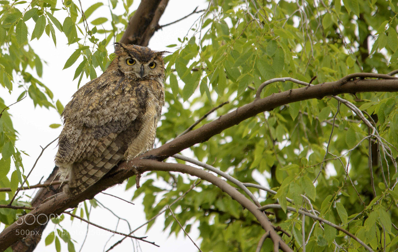 Nikon D810 sample photo. Horned owl on a photography