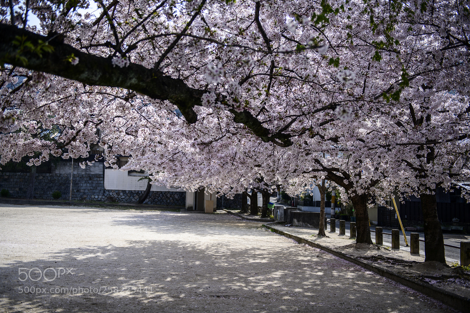 Nikon D850 sample photo. Under the sakura tree photography