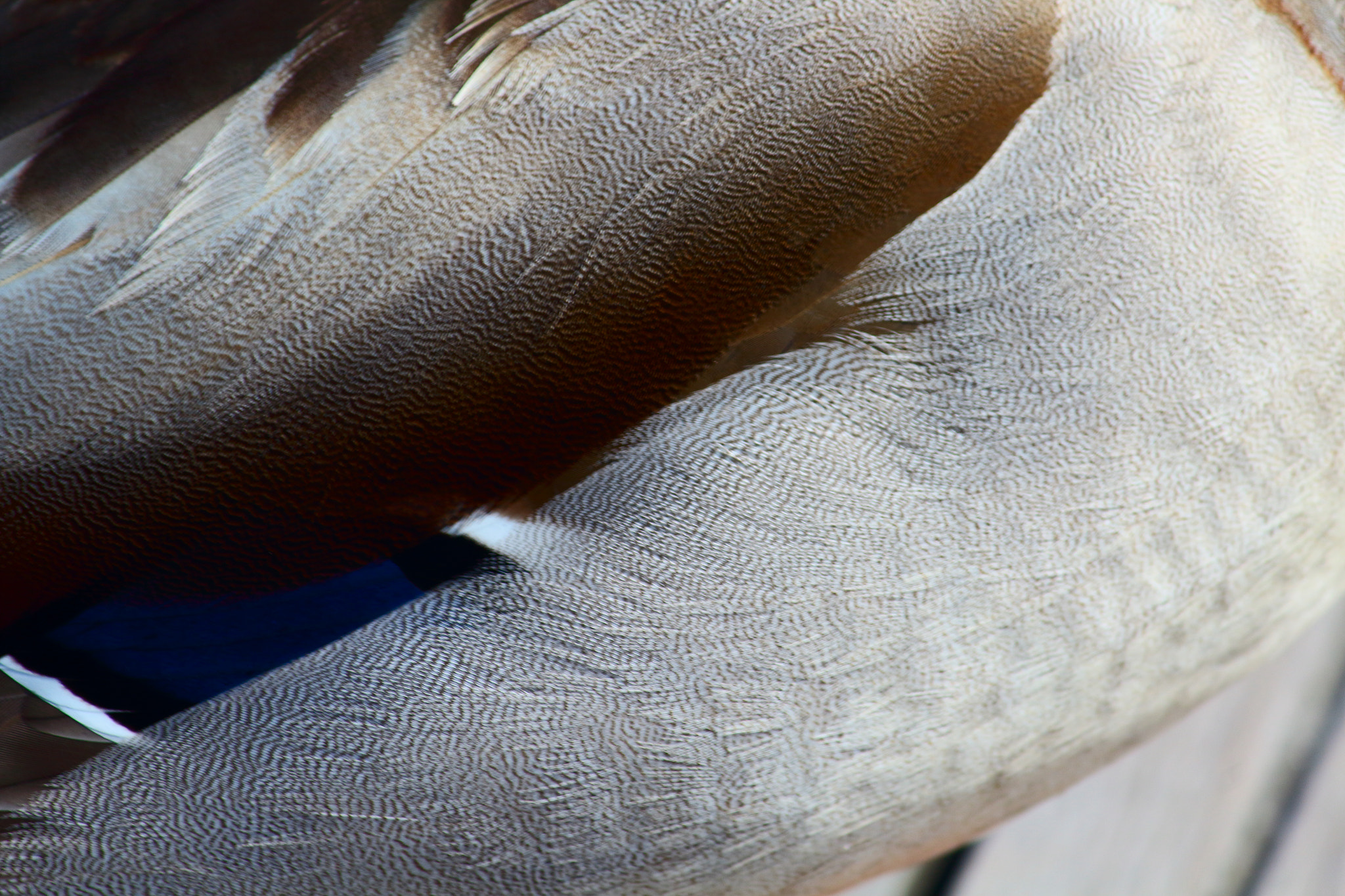Canon EOS 1200D (EOS Rebel T5 / EOS Kiss X70 / EOS Hi) sample photo. Feathers photography