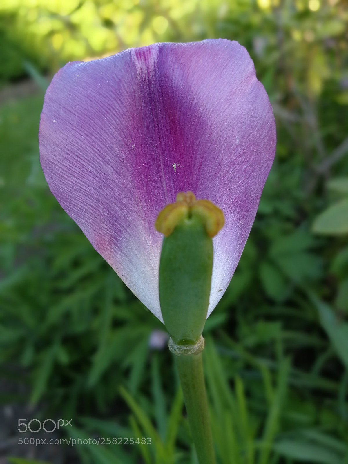 HUAWEI P10 sample photo. Untitled photography