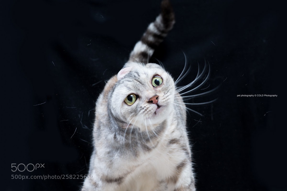 Nikon D610 sample photo. Shake cat photography
