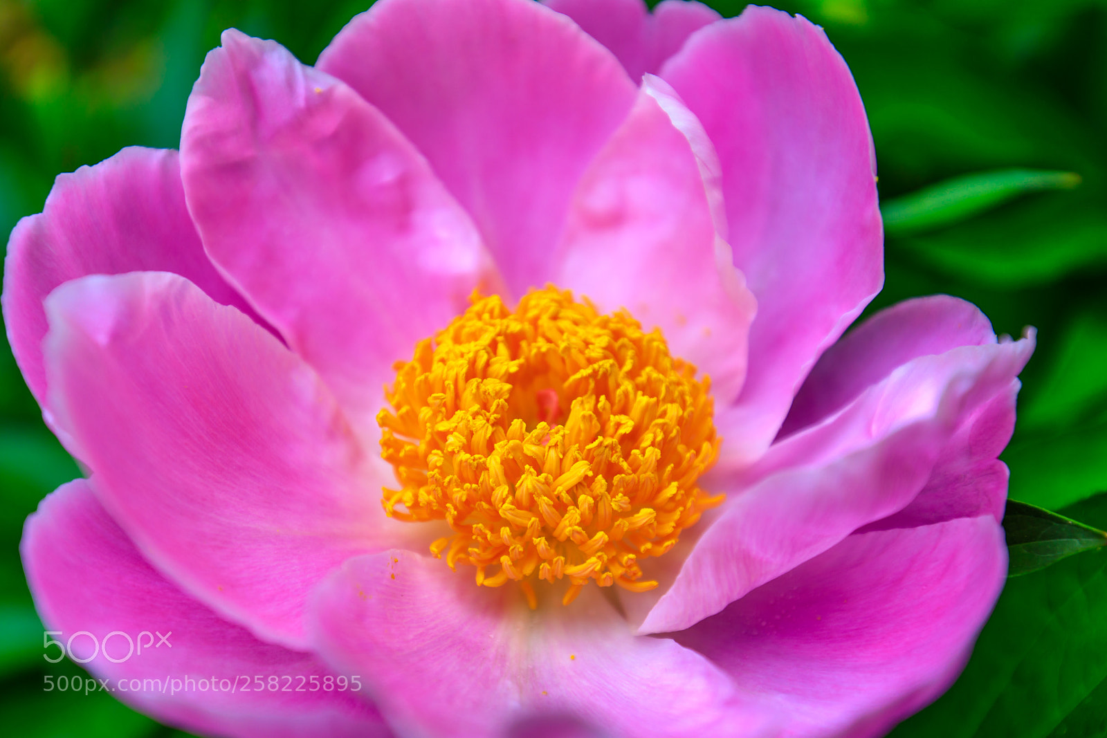 Canon EOS 5D Mark IV sample photo. Spring peony photography