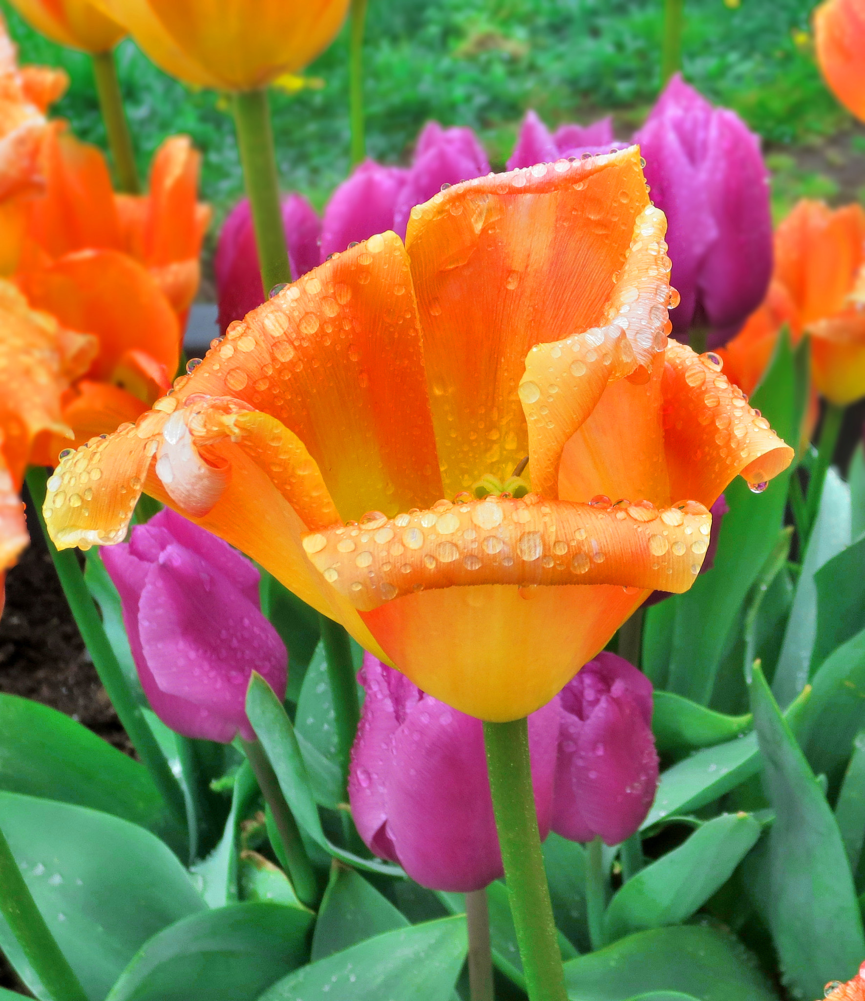 Canon POWERSHOT ELPH 320 HS sample photo. Tulips photography