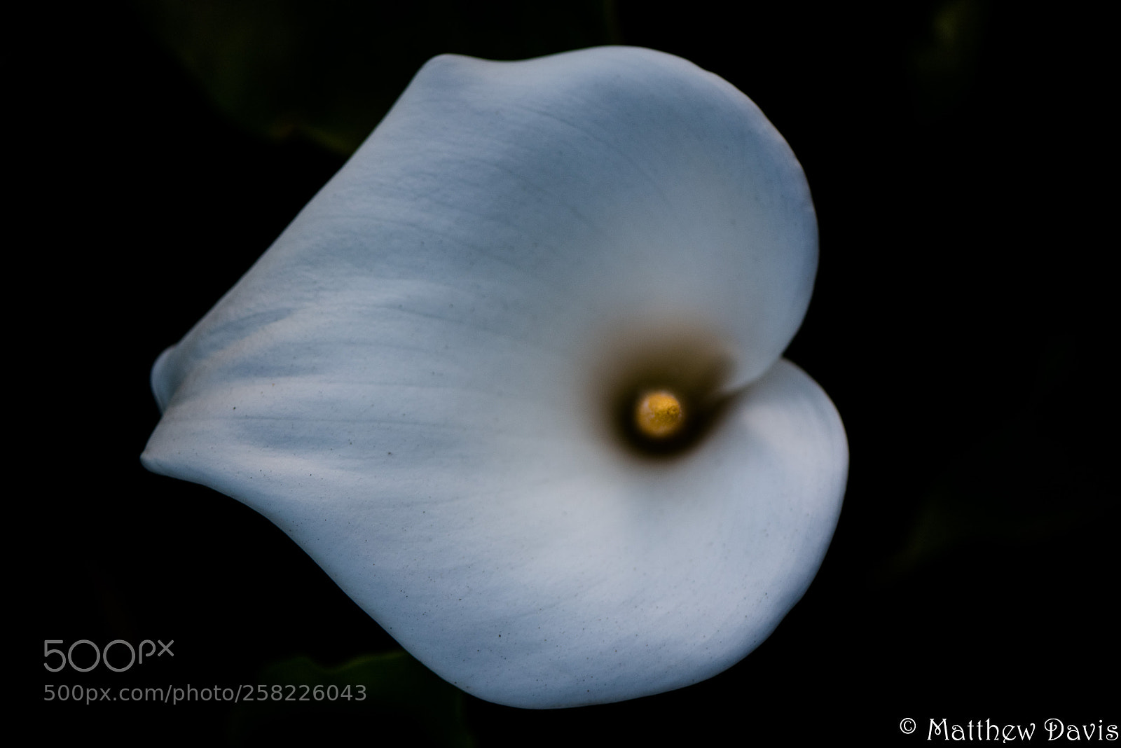 Nikon D750 sample photo. Top down of lily photography