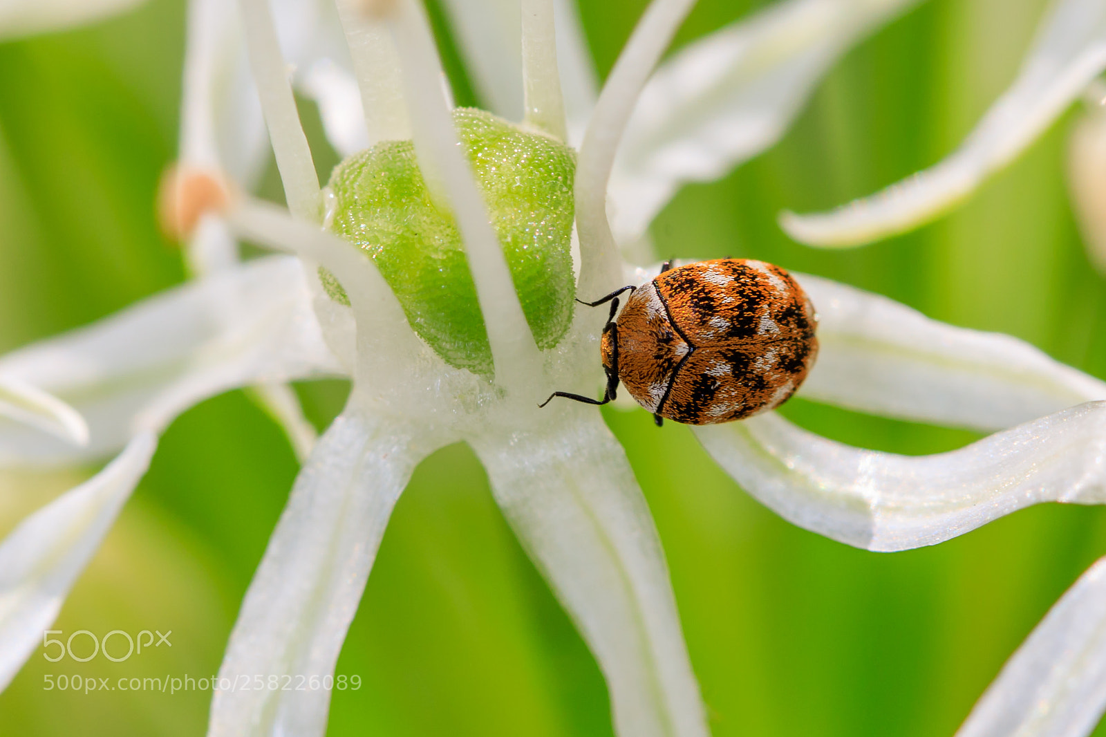Canon EOS 5D Mark IV sample photo. Carpet beatle photography