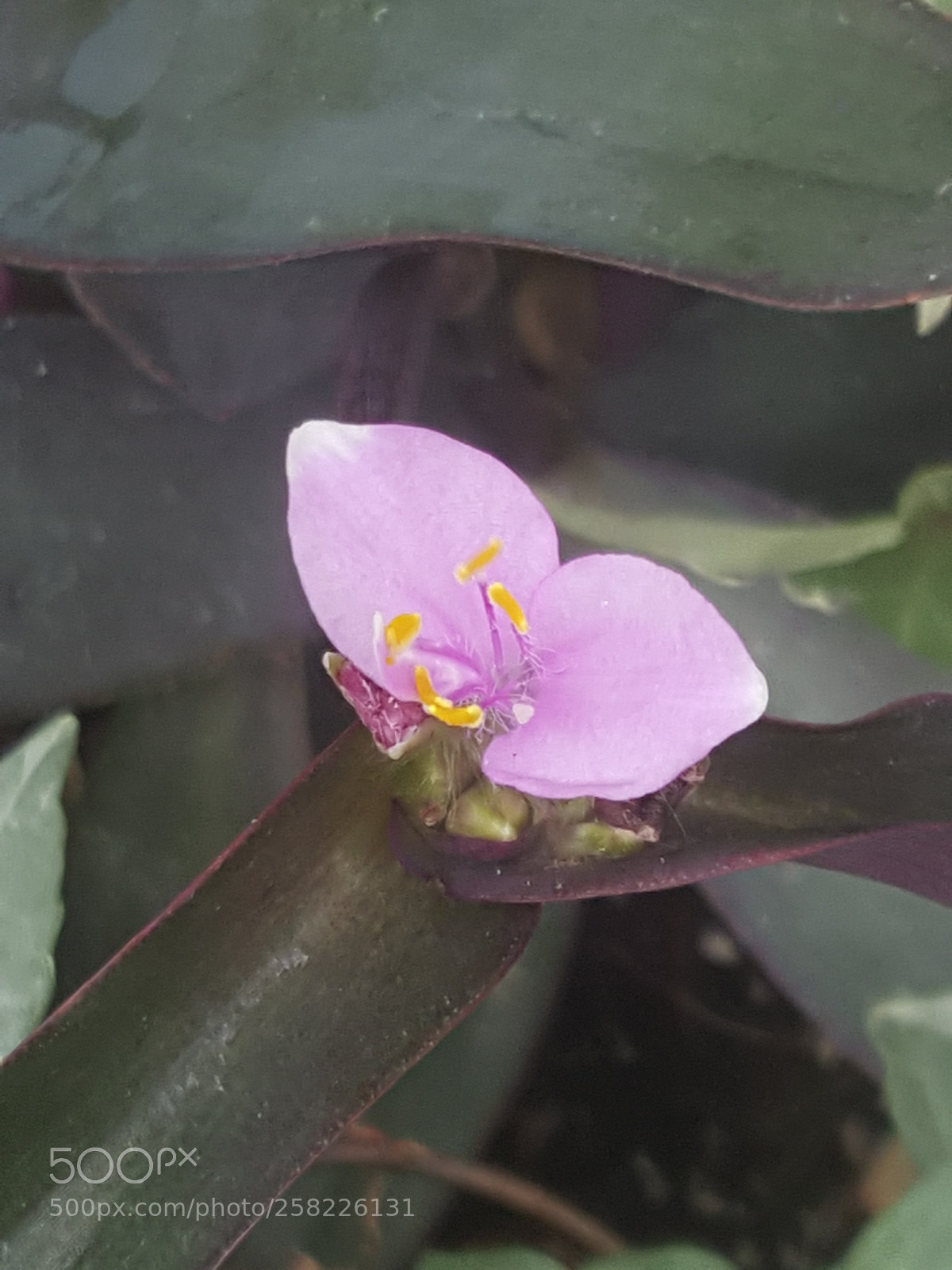 Samsung GALAXY S6 edge sample photo. Flower photography