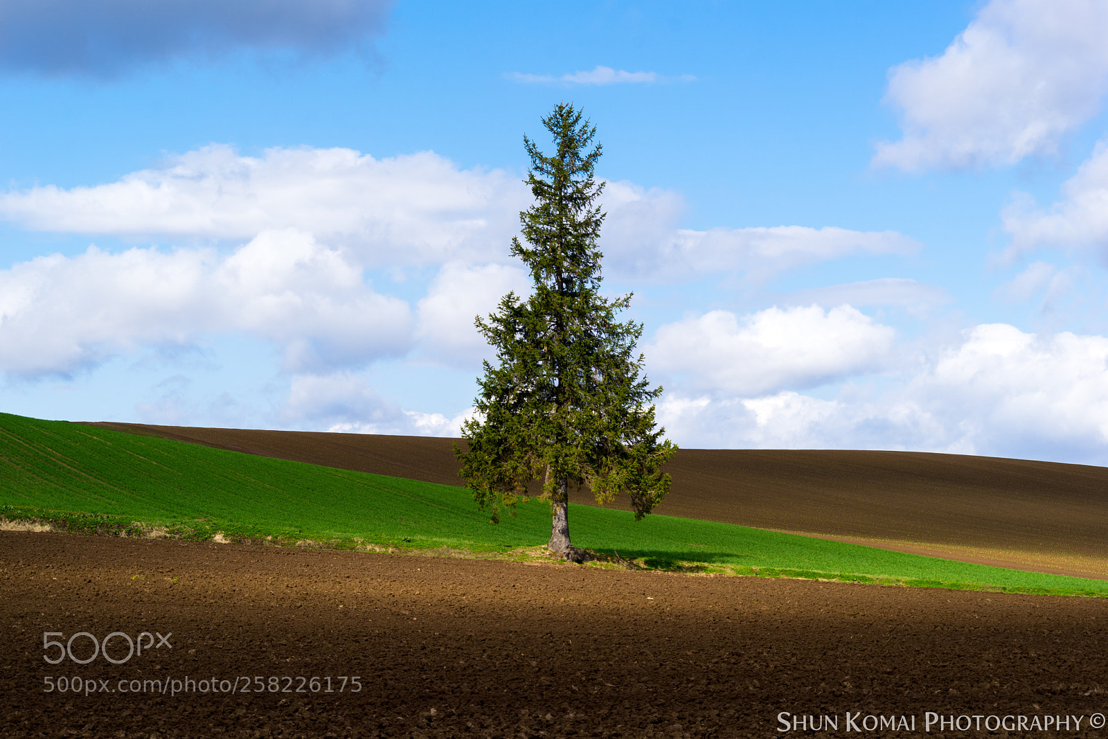Sony a7 sample photo. A tree with the photography