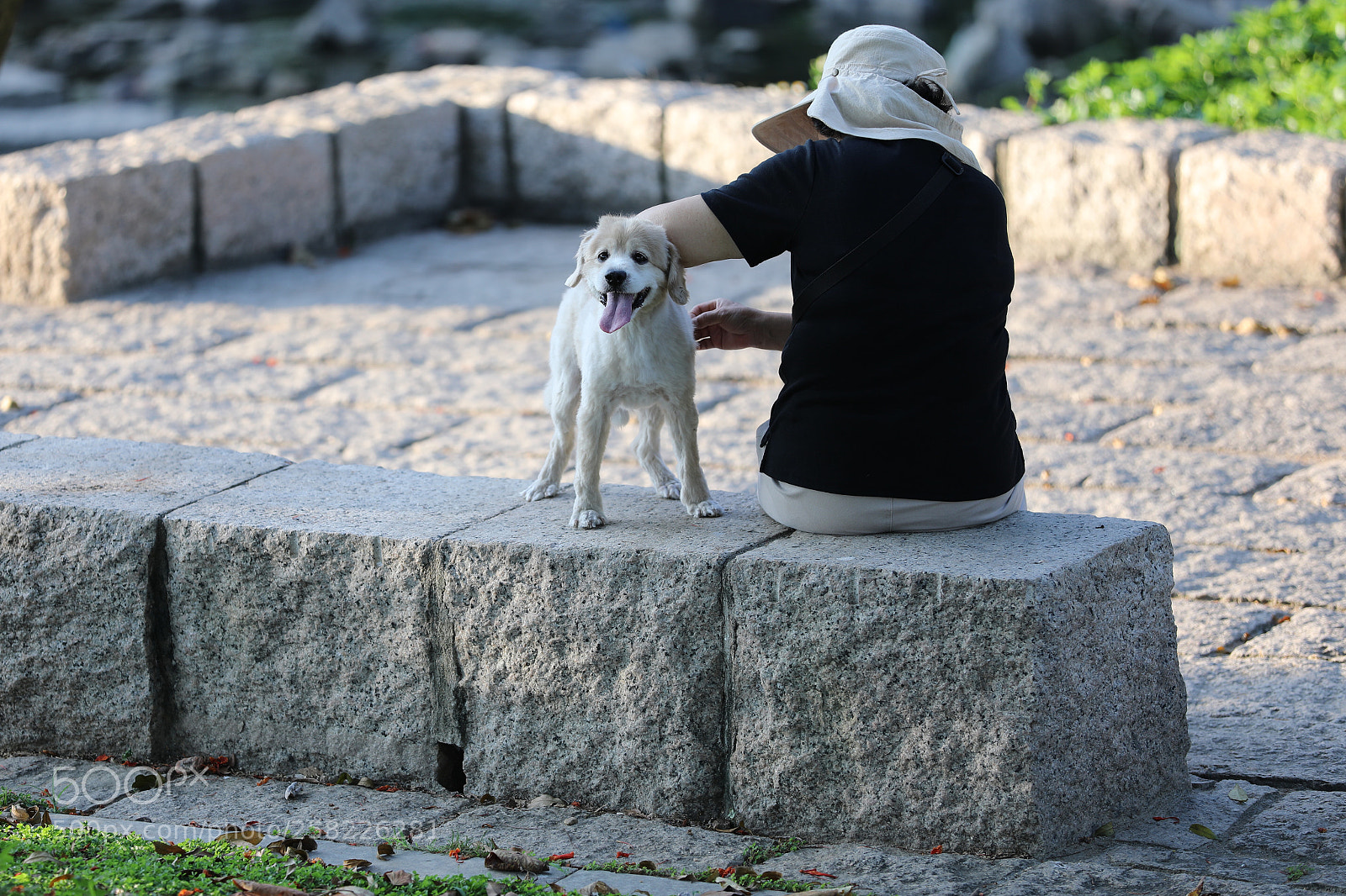 Canon EOS 5D Mark IV sample photo. Happy dog photography