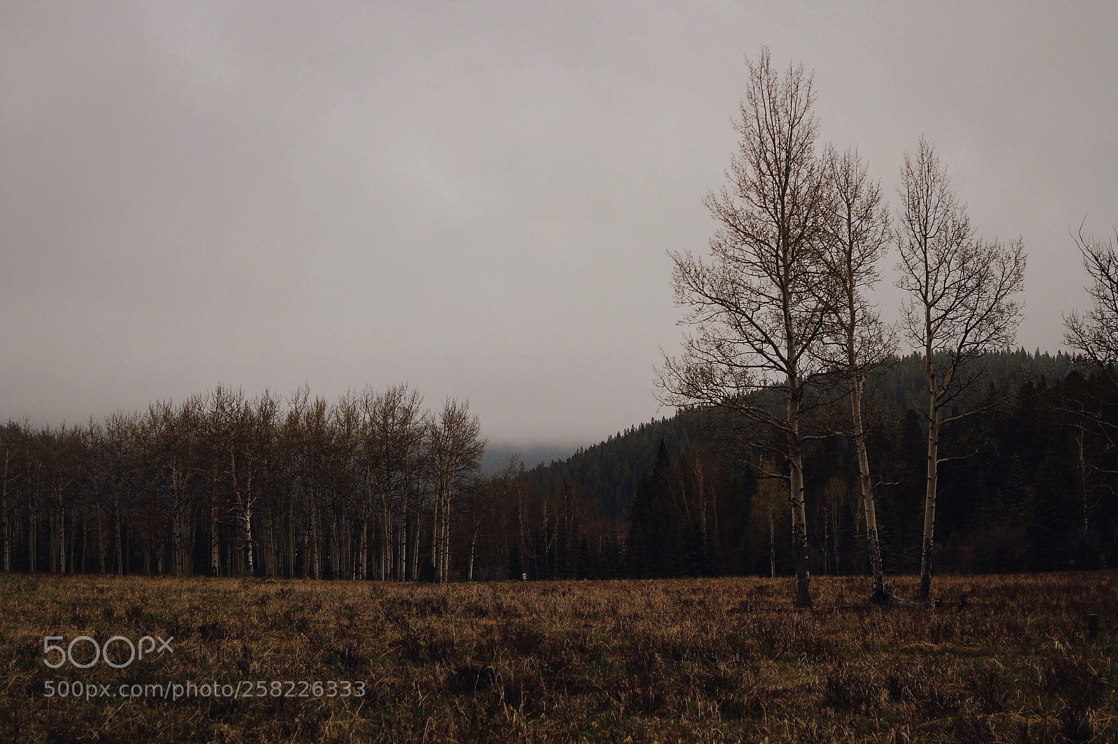 Canon EOS 600D (Rebel EOS T3i / EOS Kiss X5) sample photo. Winter forest 1 photography