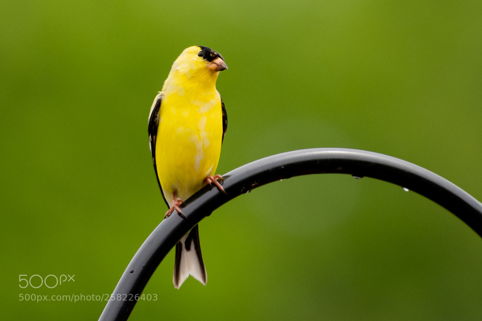 Nikon D850 sample photo. Morning song photography