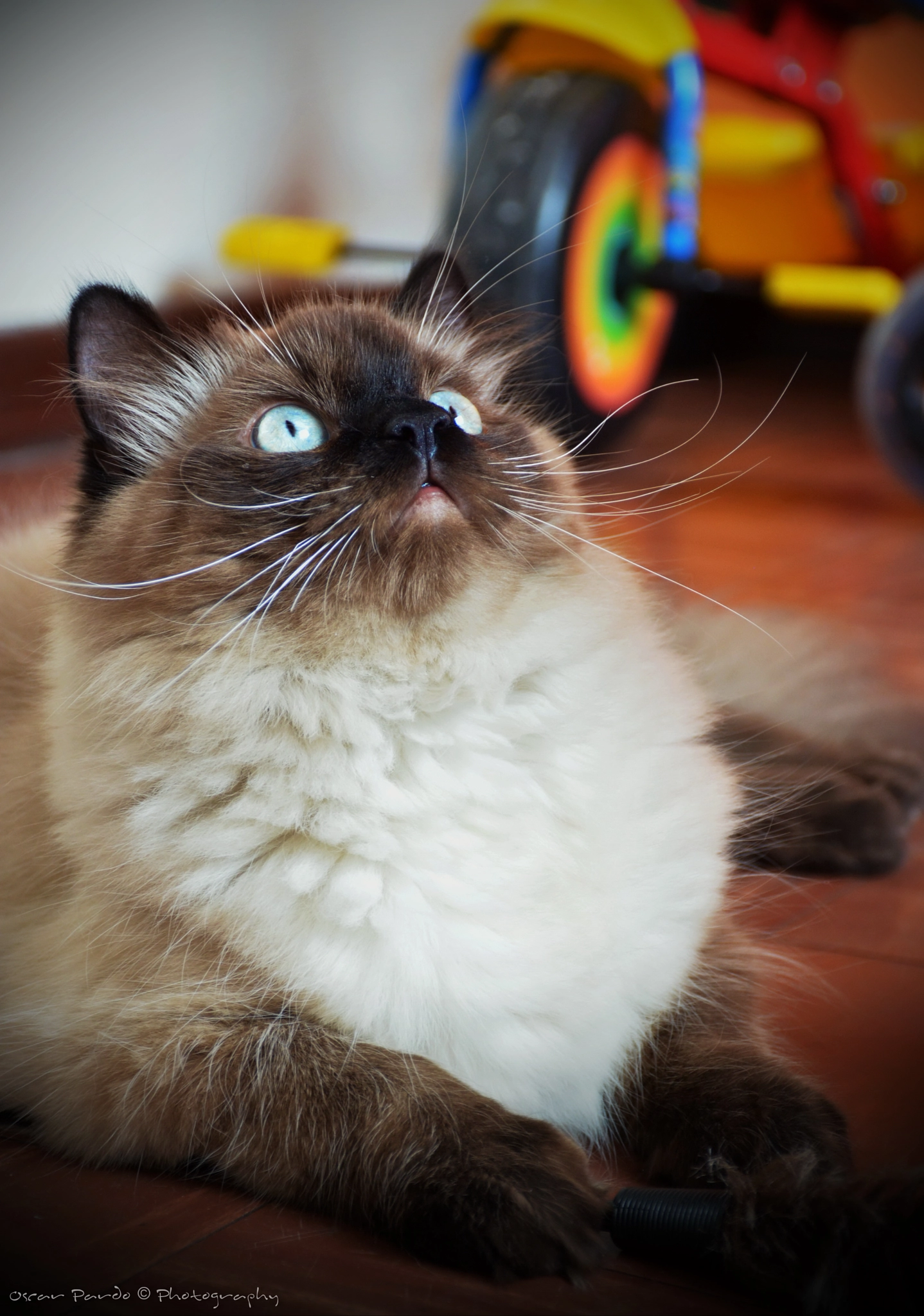 Nikon D5200 sample photo. Pistacho photography