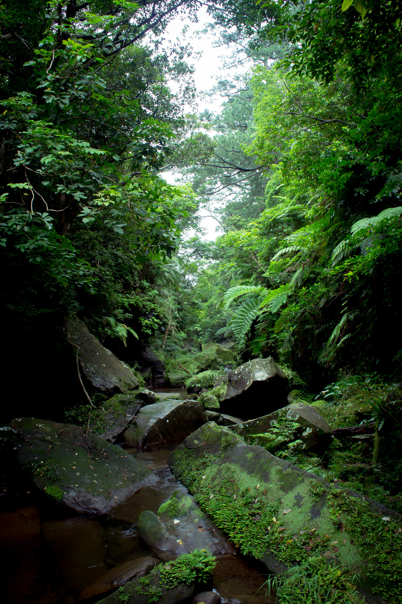 Sony Alpha NEX-5 sample photo. Iriomote forest photography
