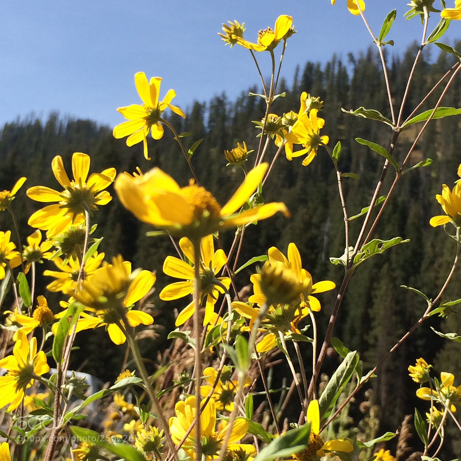Apple iPhone 5s sample photo. There s gold in photography