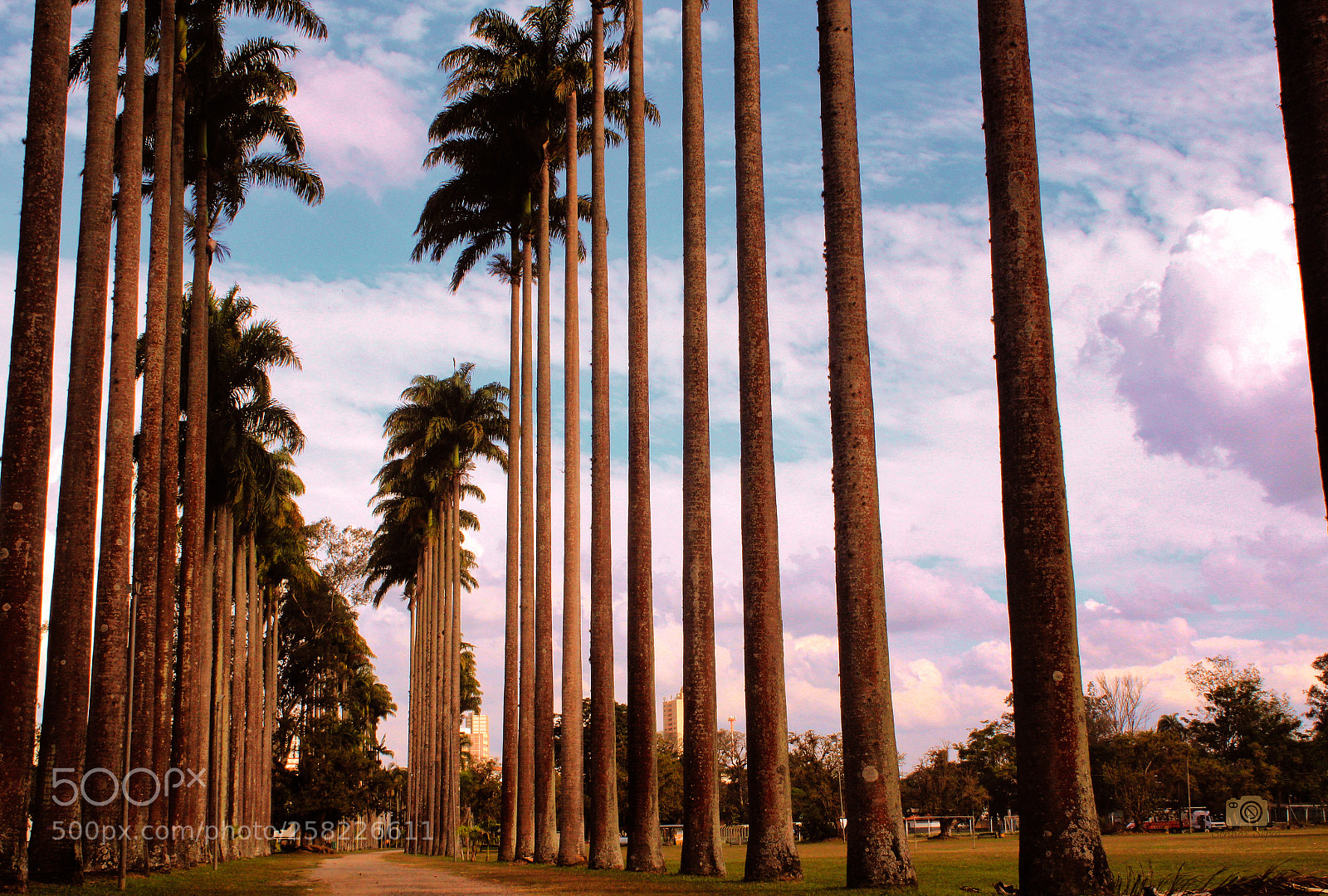 Canon EOS 600D (Rebel EOS T3i / EOS Kiss X5) sample photo. Parque da cidade s photography