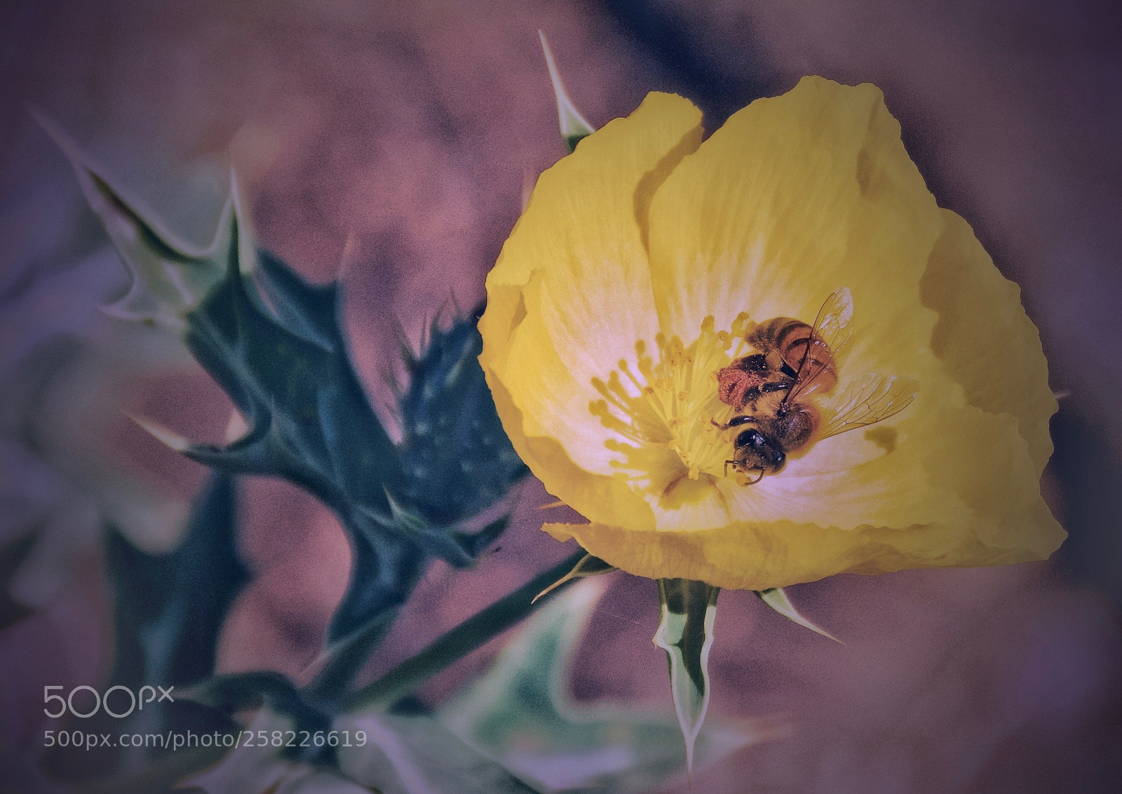 Nikon D7200 sample photo. Sinergias abeja flor... photography
