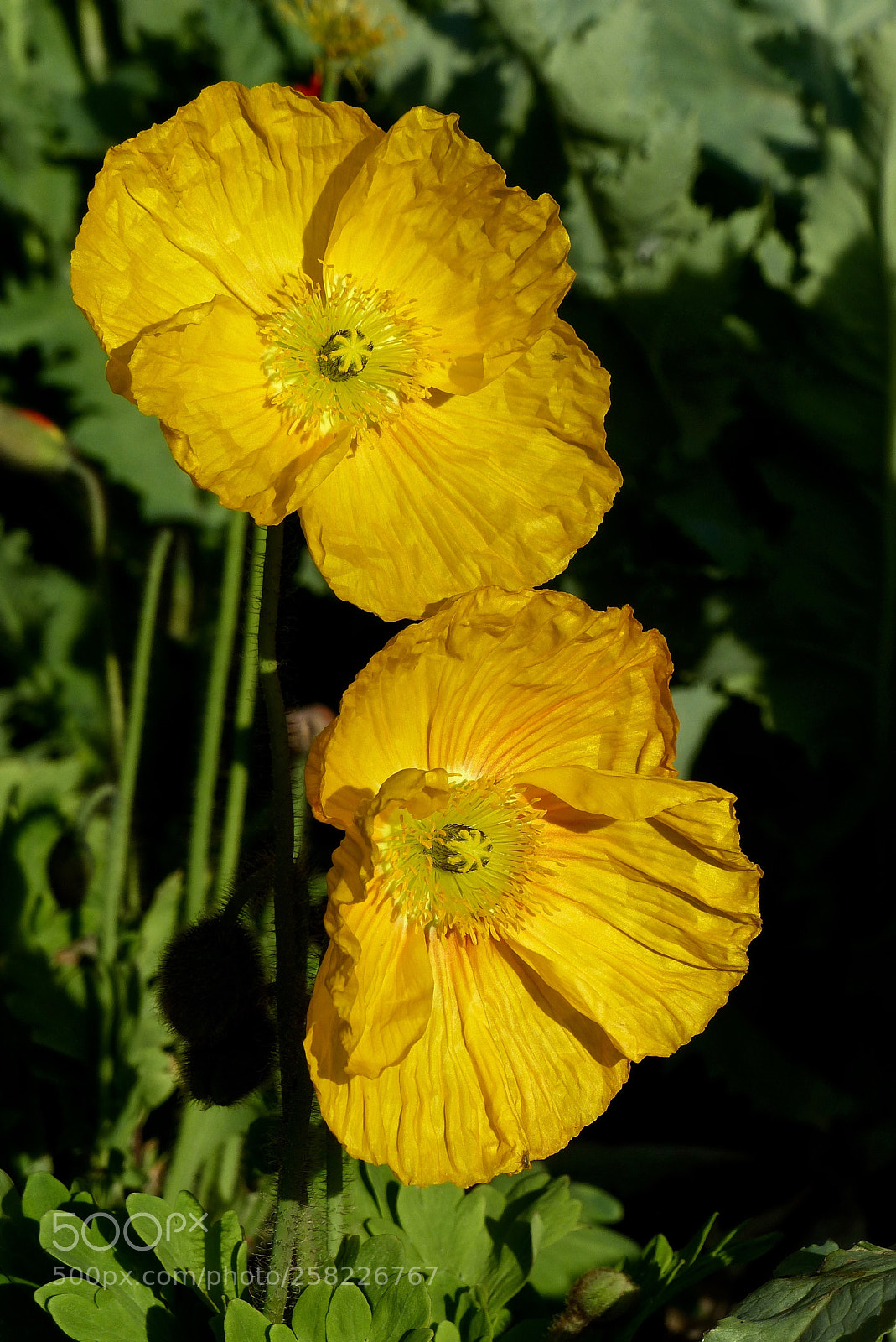Panasonic Lumix DMC-FZ200 sample photo. A pair of yellow photography