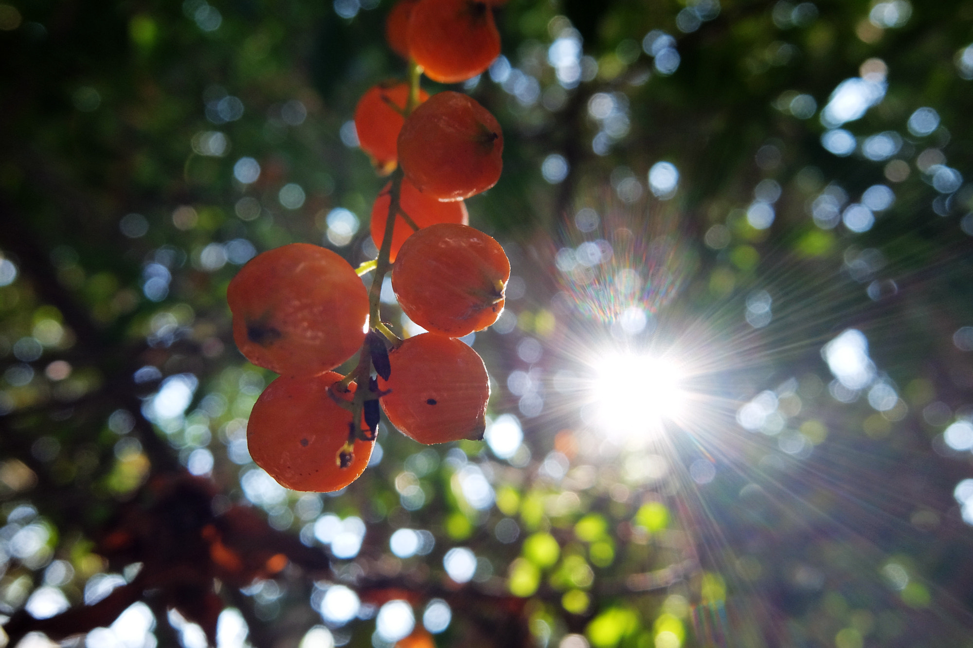 Fujifilm XQ1 sample photo. 野果 photography