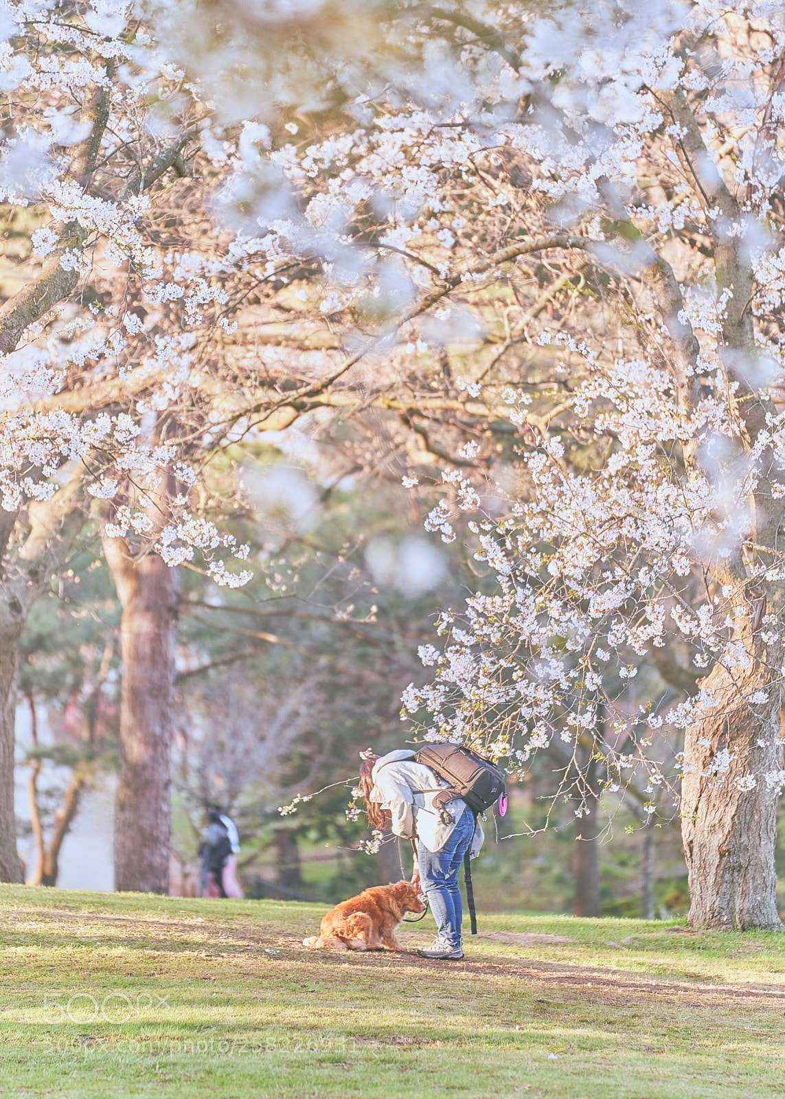 Sony a7R III sample photo. Cherry blossom photography