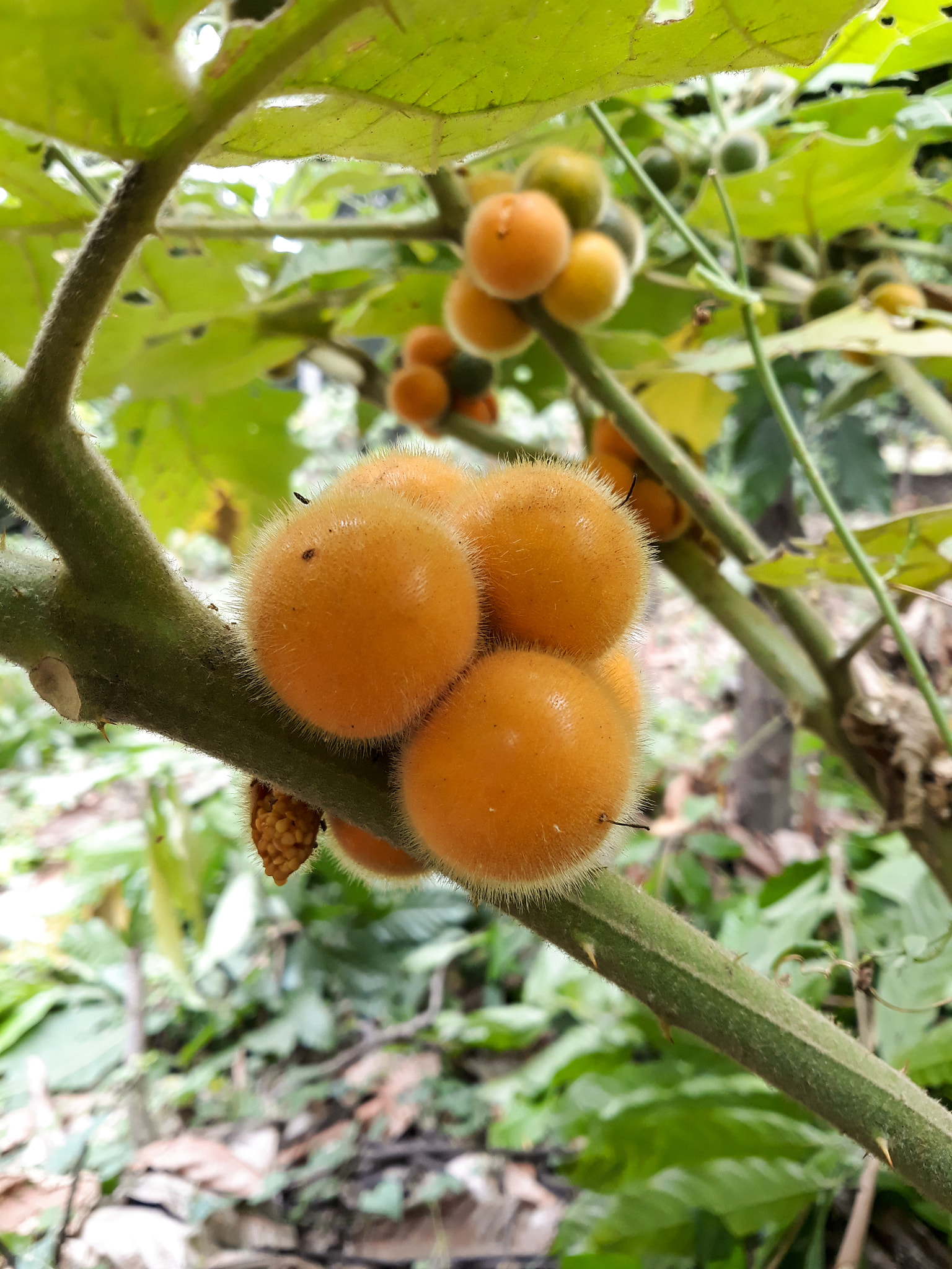 Samsung Galaxy J5 Pro sample photo