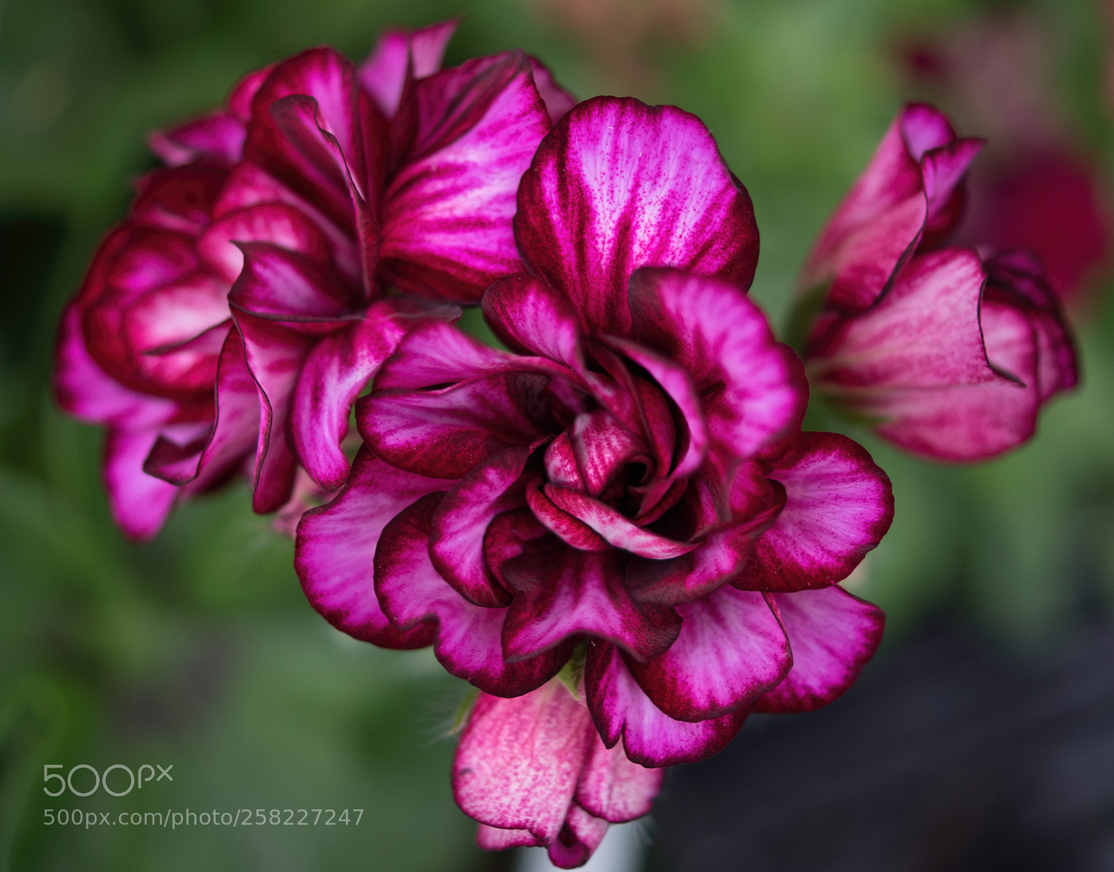 Sony SLT-A68 sample photo. Geranium 1 photography
