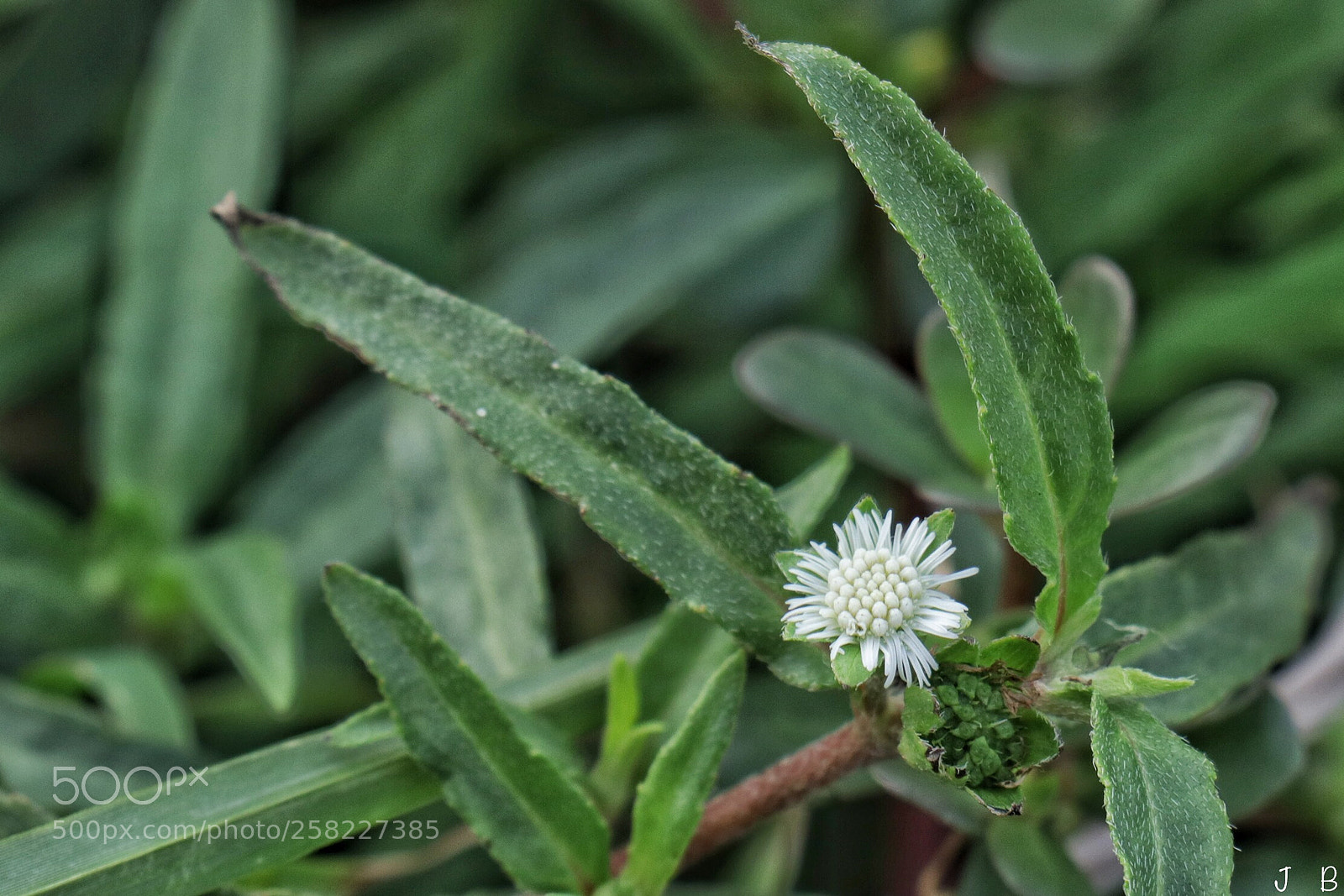 Canon EOS 80D sample photo. Tiny beauty  photography