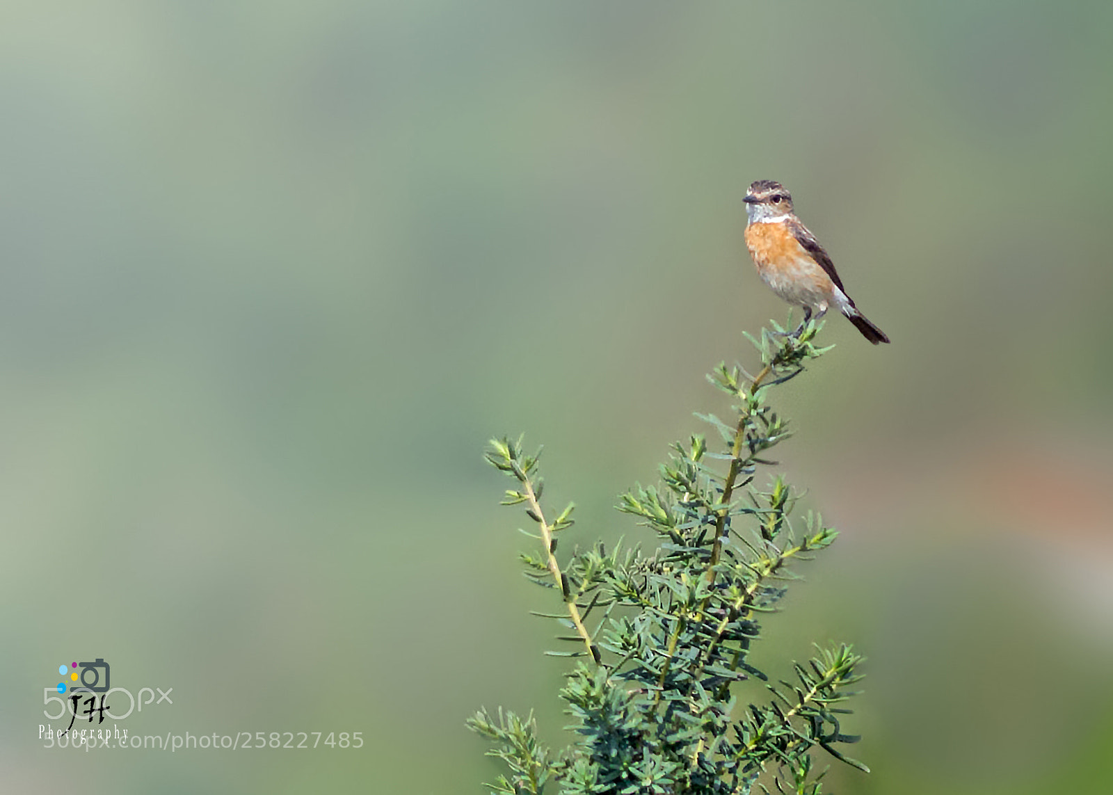 Canon EOS 70D sample photo. Siberian stonechat photography
