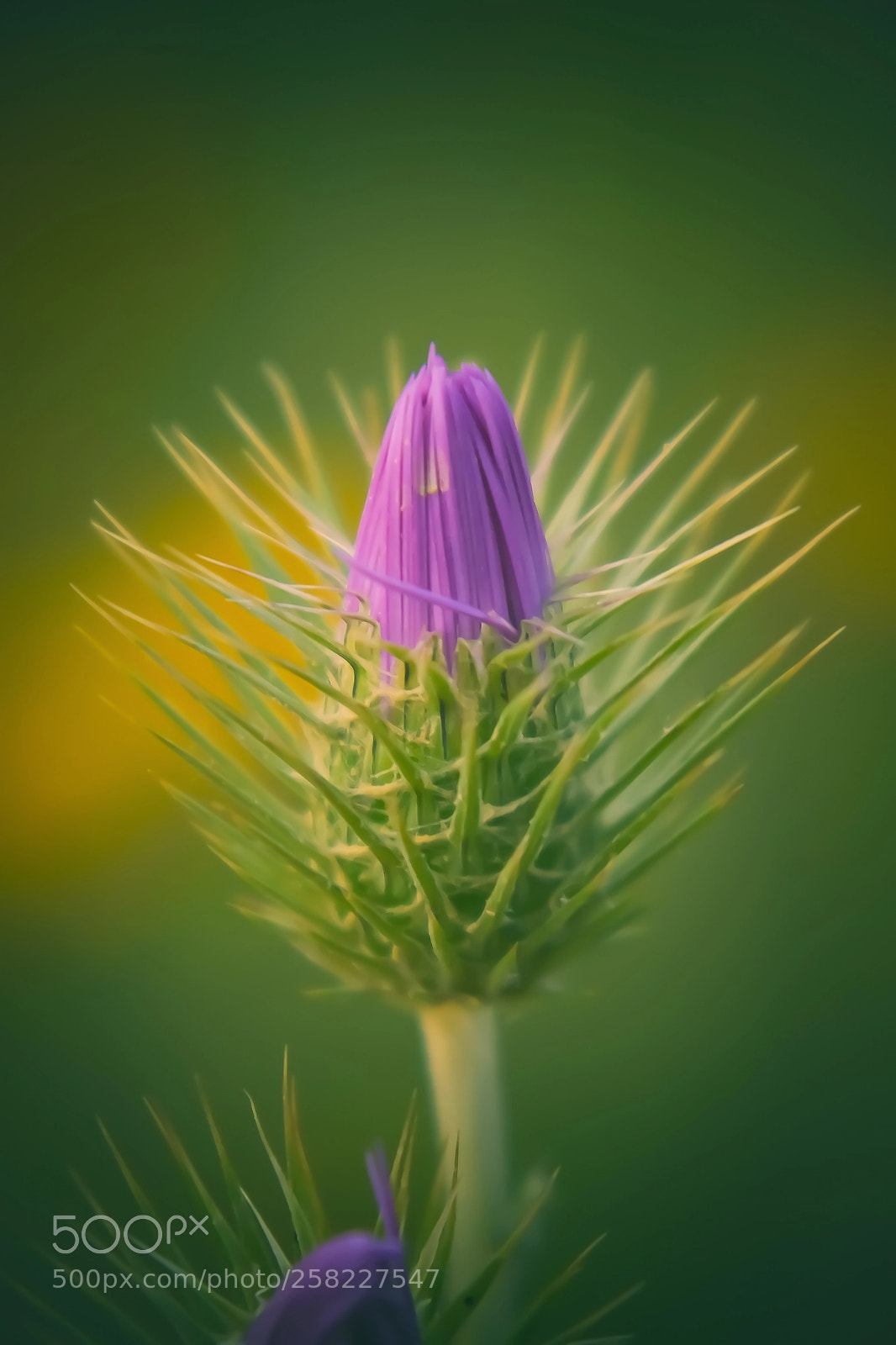 Nikon D3400 sample photo. Spring colors photography