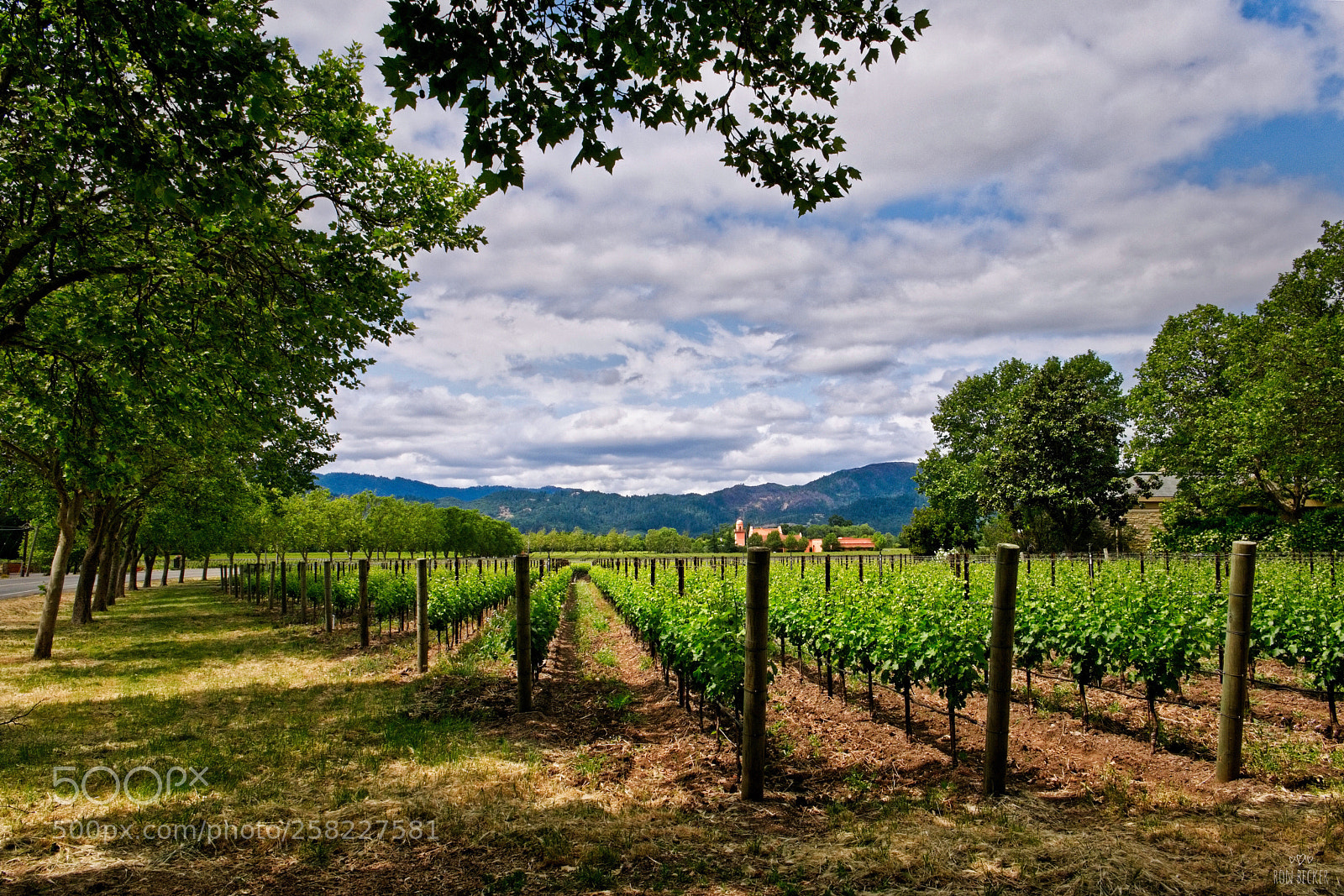 Fujifilm X-T2 sample photo. Vineyard view photography