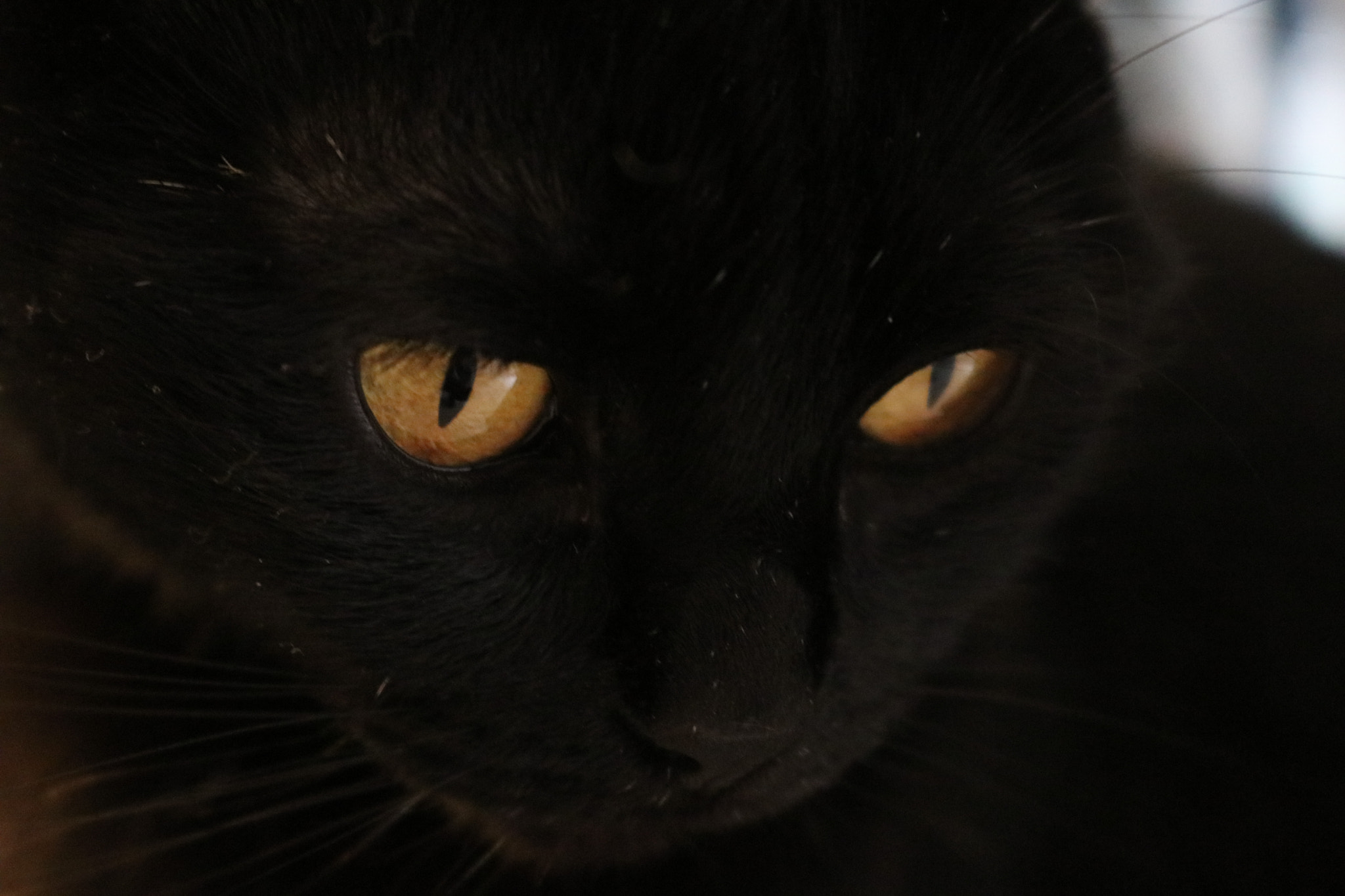 Canon EOS 80D sample photo. Catcancan photography