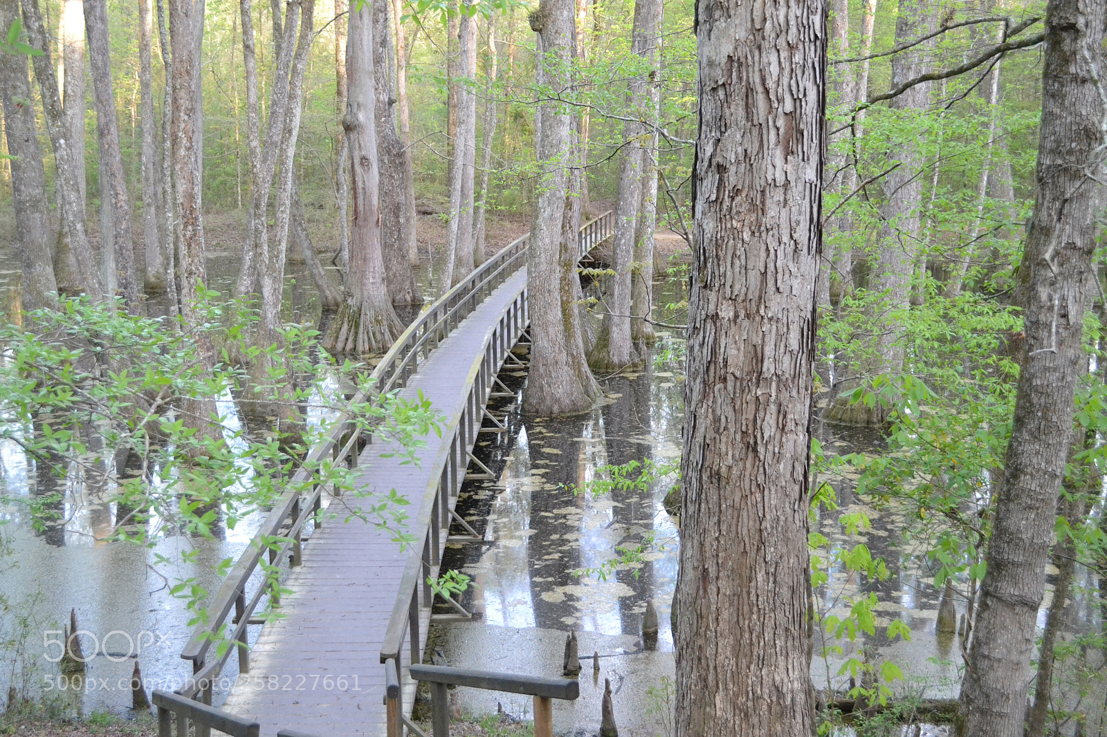 Nikon D3100 sample photo. Bridge in cyprus swamp photography