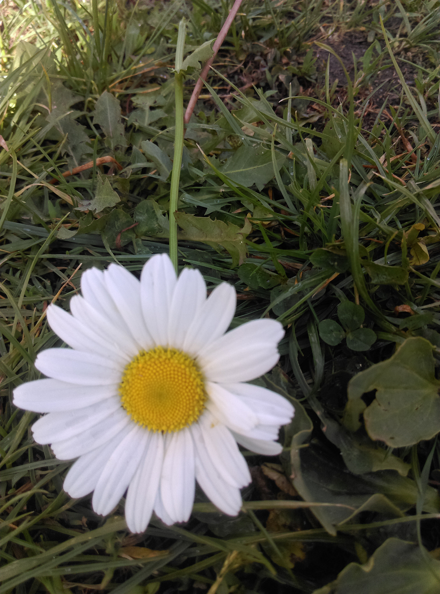 HTC DESIRE 650 sample photo. Flower photography