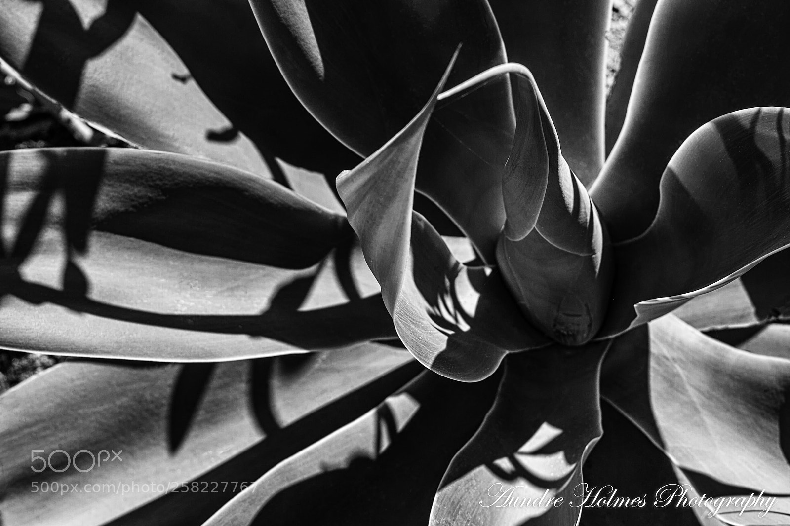Canon EOS 7D sample photo. Montage b&w photography