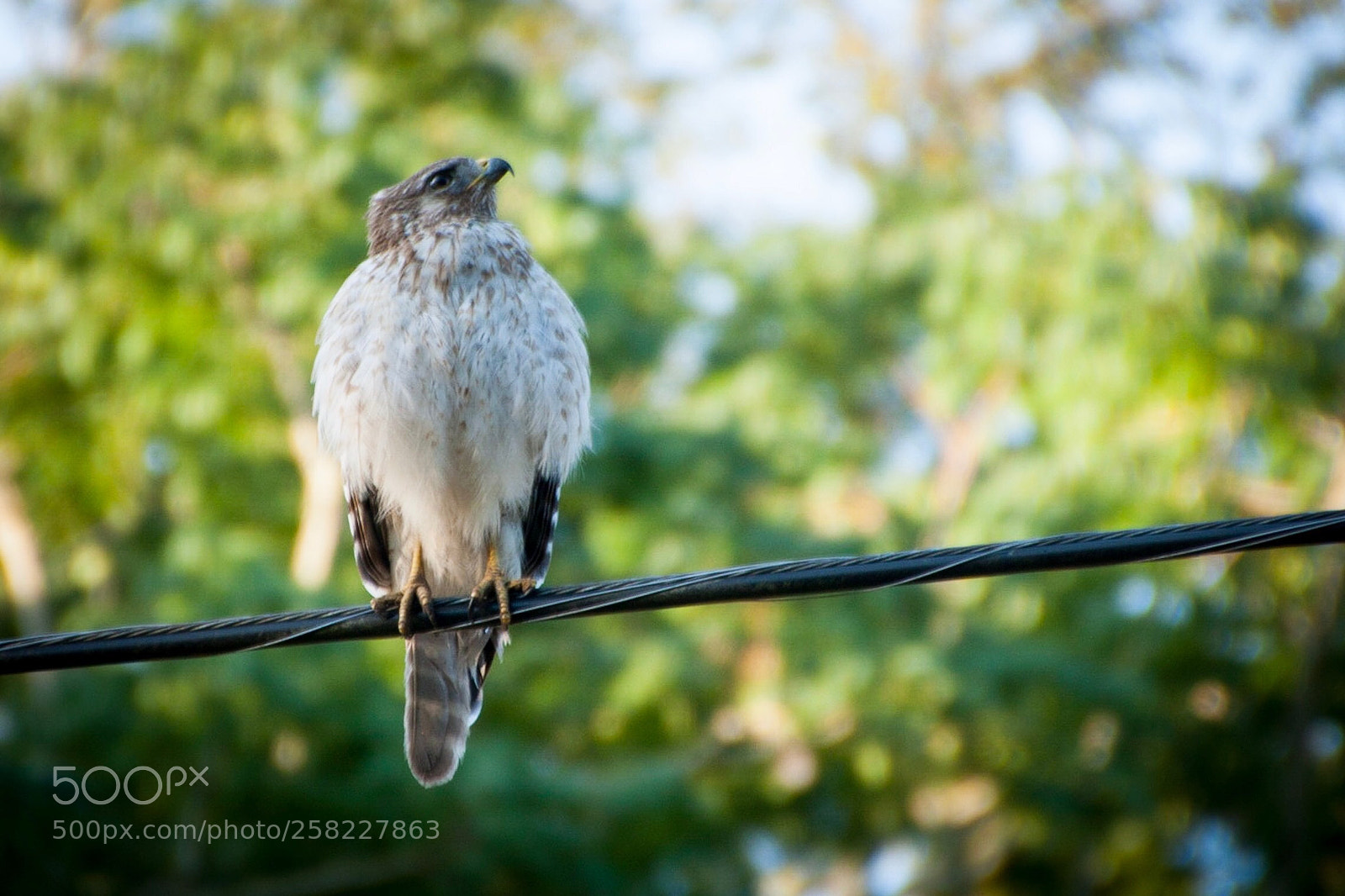 Canon EOS 40D sample photo. Hawk photography