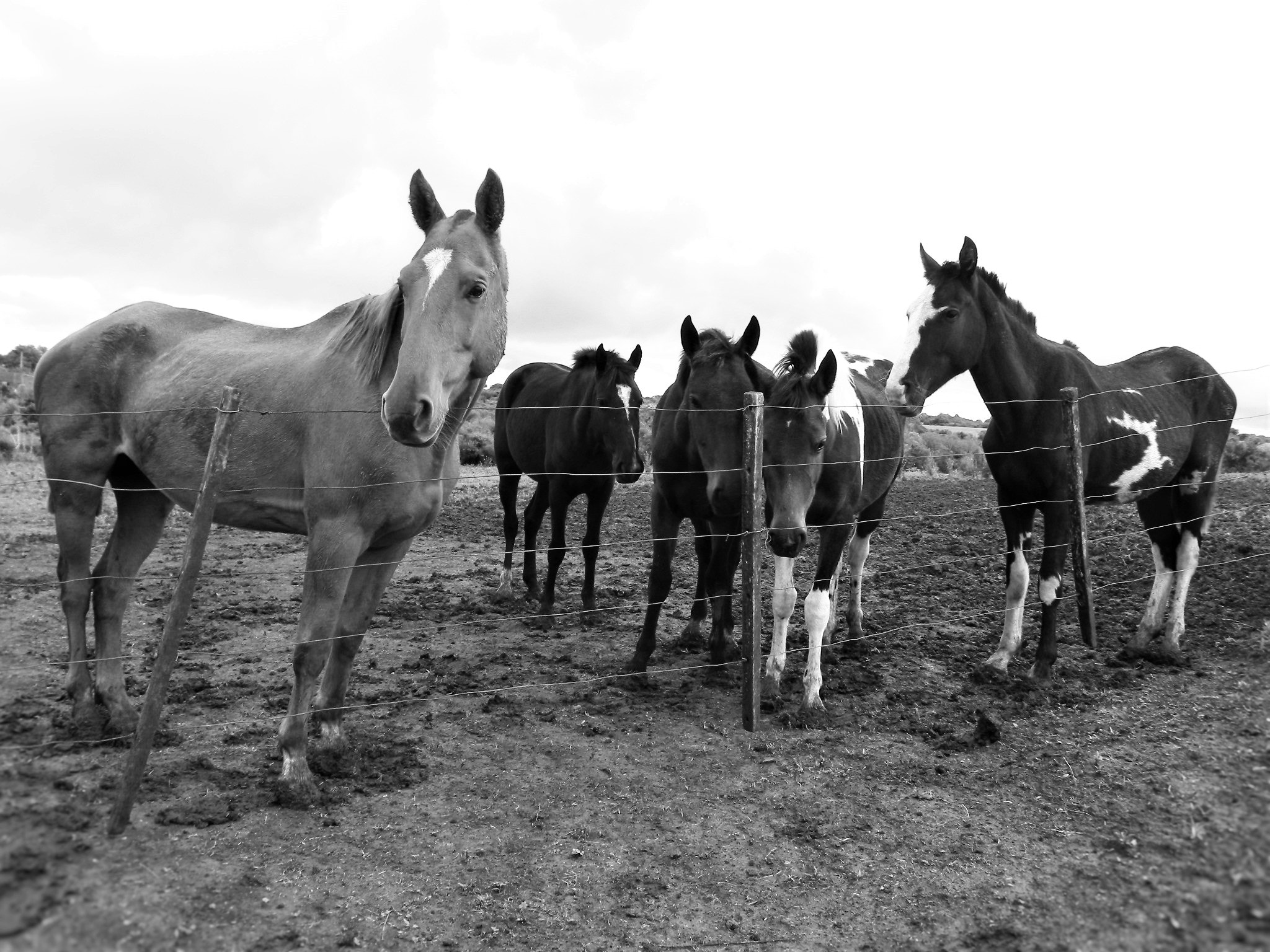 Nikon Coolpix P90 sample photo. Horses photography