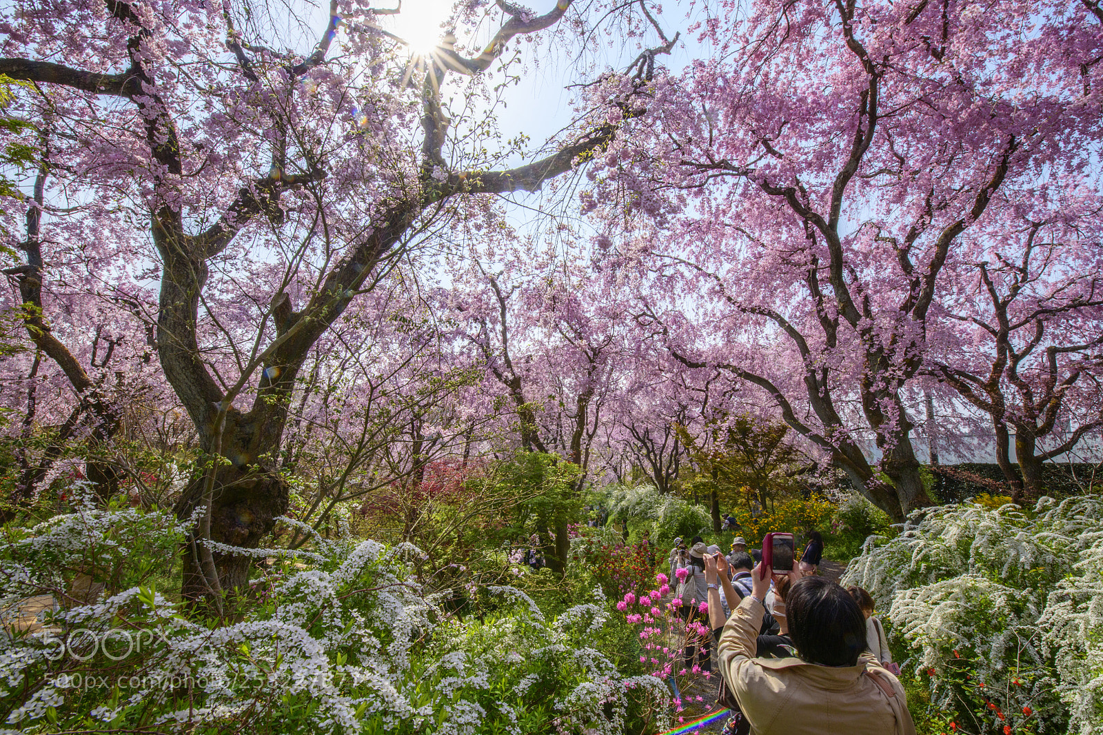 Nikon D850 sample photo. Sakura at haradani-en kyoto photography