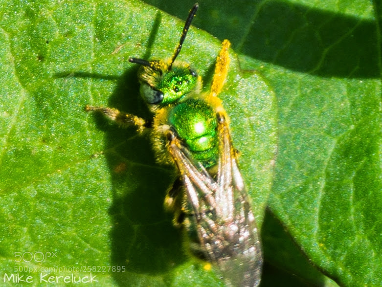 Sony Alpha a5000 (ILCE 5000) sample photo. Green bee photography