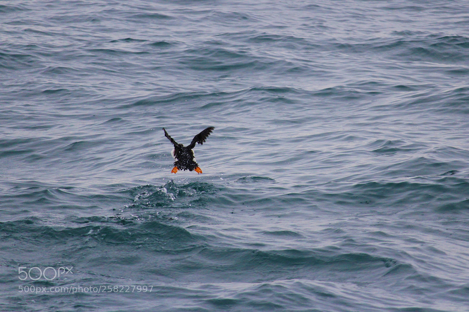 Canon EOS 1300D (EOS Rebel T6 / EOS Kiss X80) sample photo. Puffin landing photography