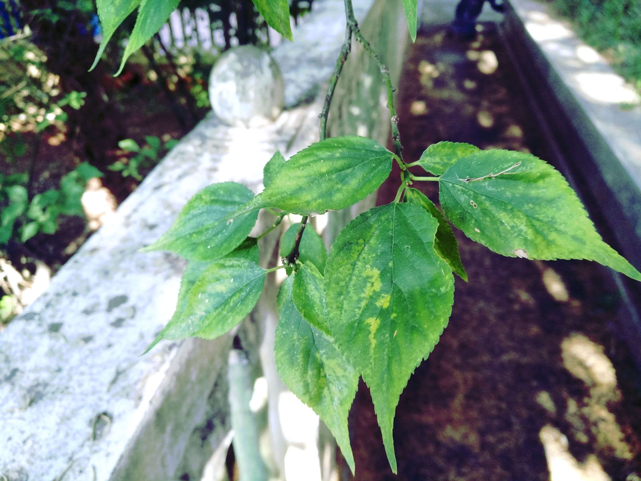 Xiaomi MI MAX 2 sample photo