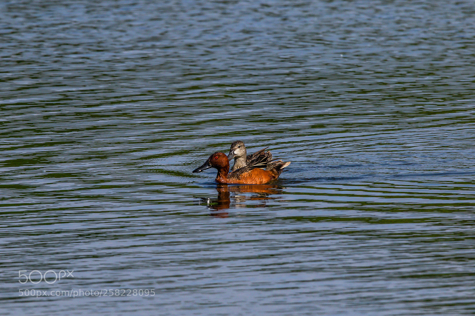 Canon EOS 7D Mark II sample photo. Cinnamon teal pair photography
