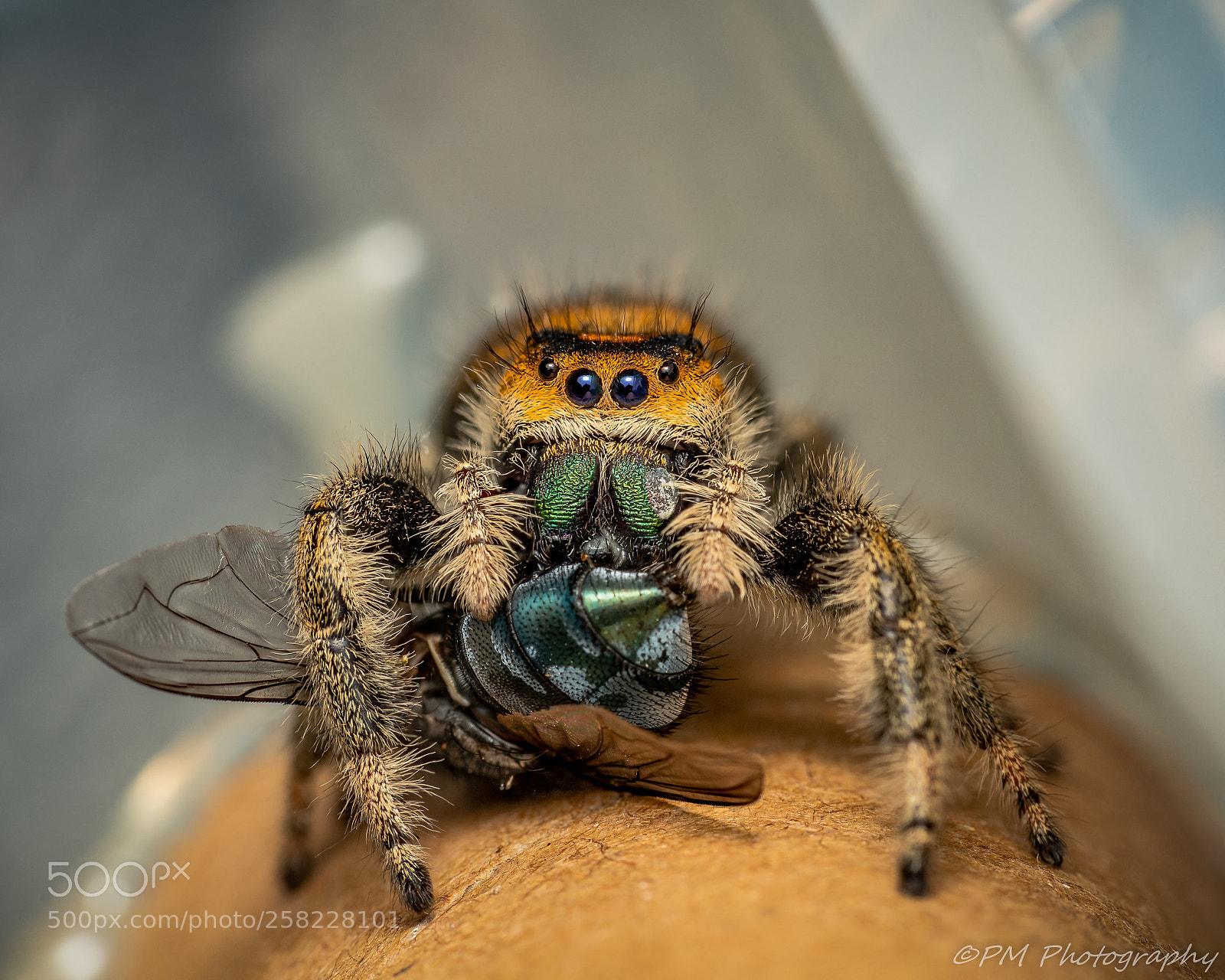 Nikon D500 sample photo. Regal jumper photography