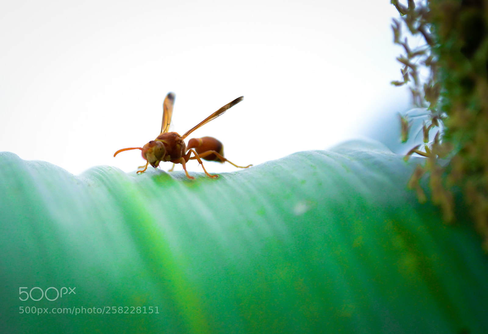 Nikon D3100 sample photo. I am here !!! photography