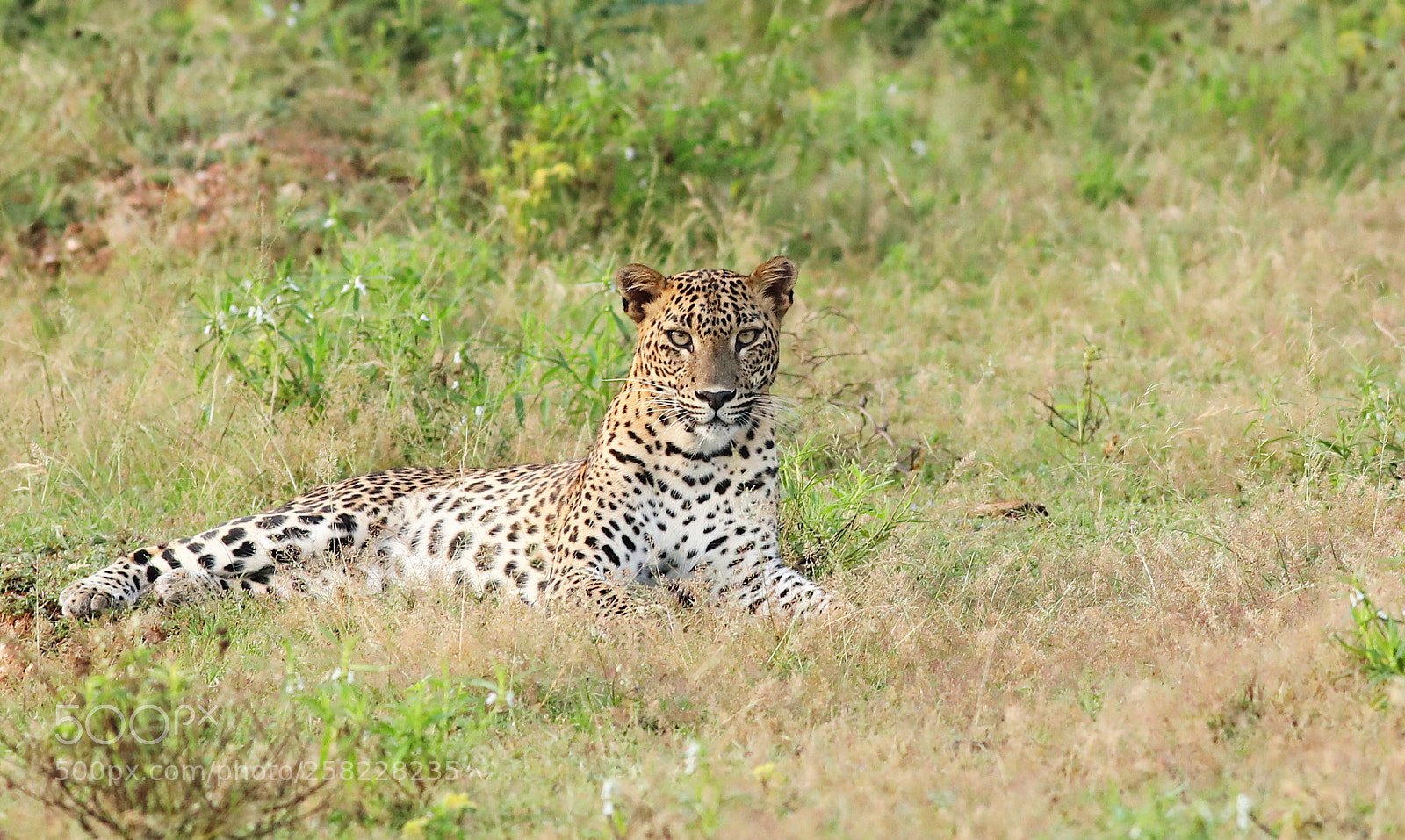 Canon EOS 5D Mark IV sample photo. Queen of the jungle photography