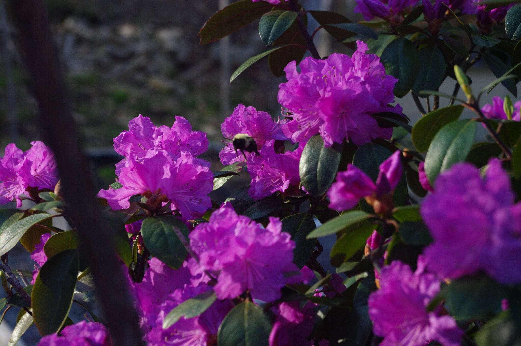 Pentax K20D sample photo. Azalea photography